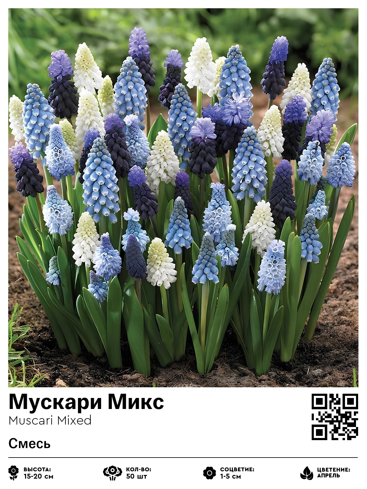 Мускари Микс (Смесь)