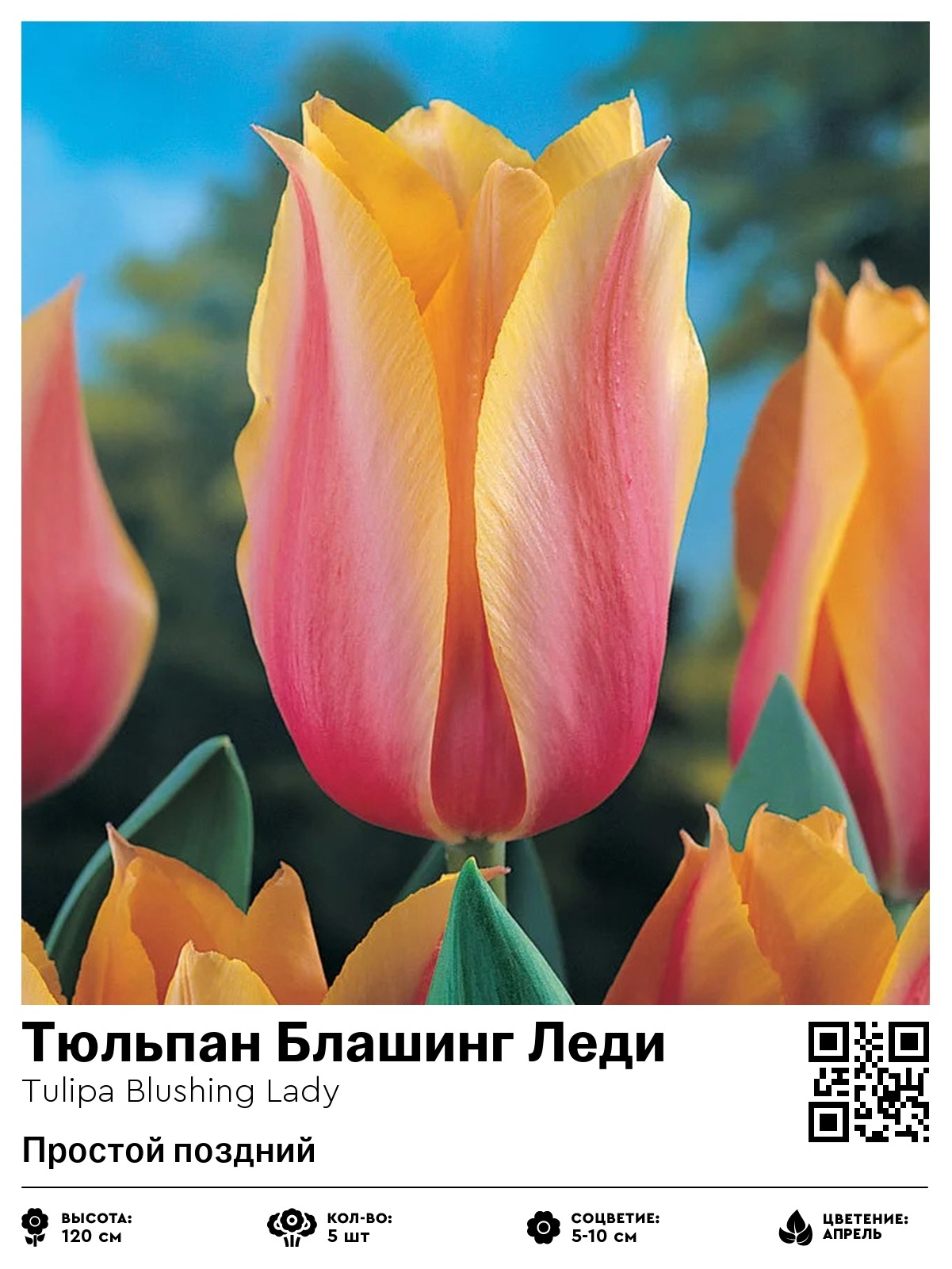 Тюльпан Блашинг Леди (Простой поздний)