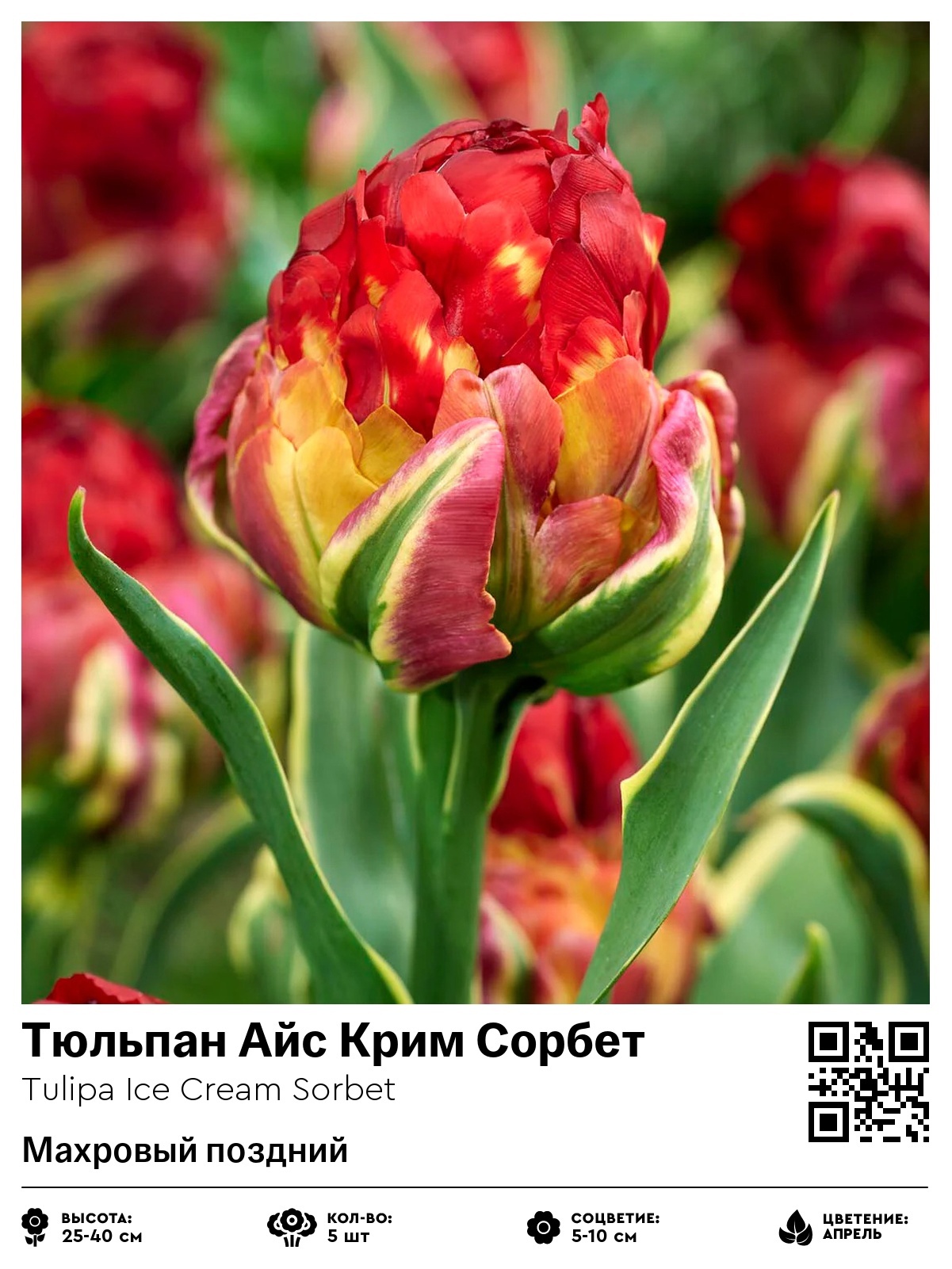 Тюльпан Айс Крим Сорбет (Махровый поздний)