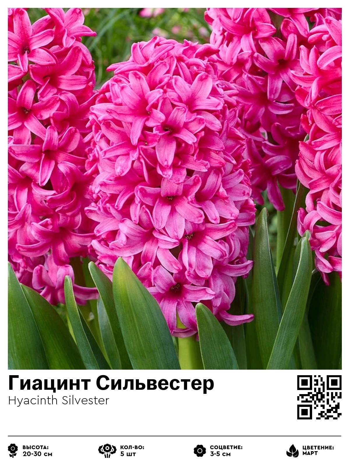Гиацинт Сильвестер