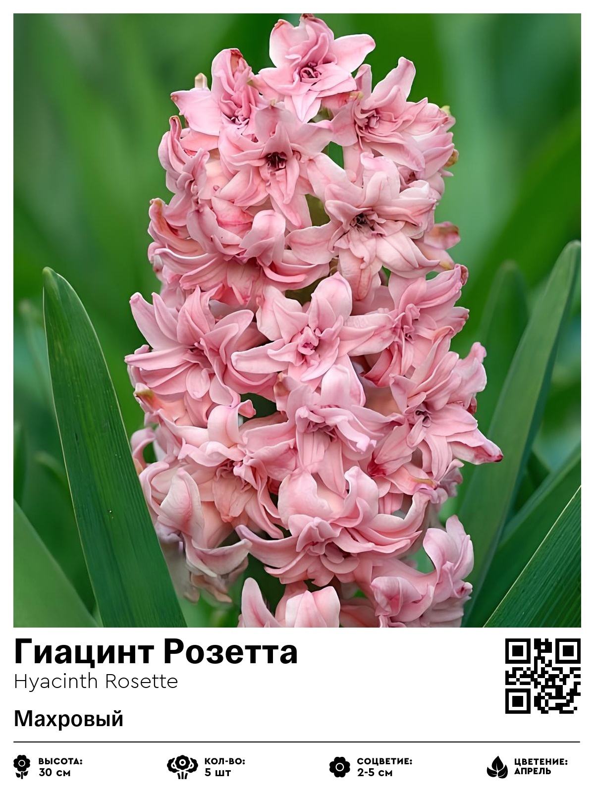 Гиацинт Розетта (Махровый)