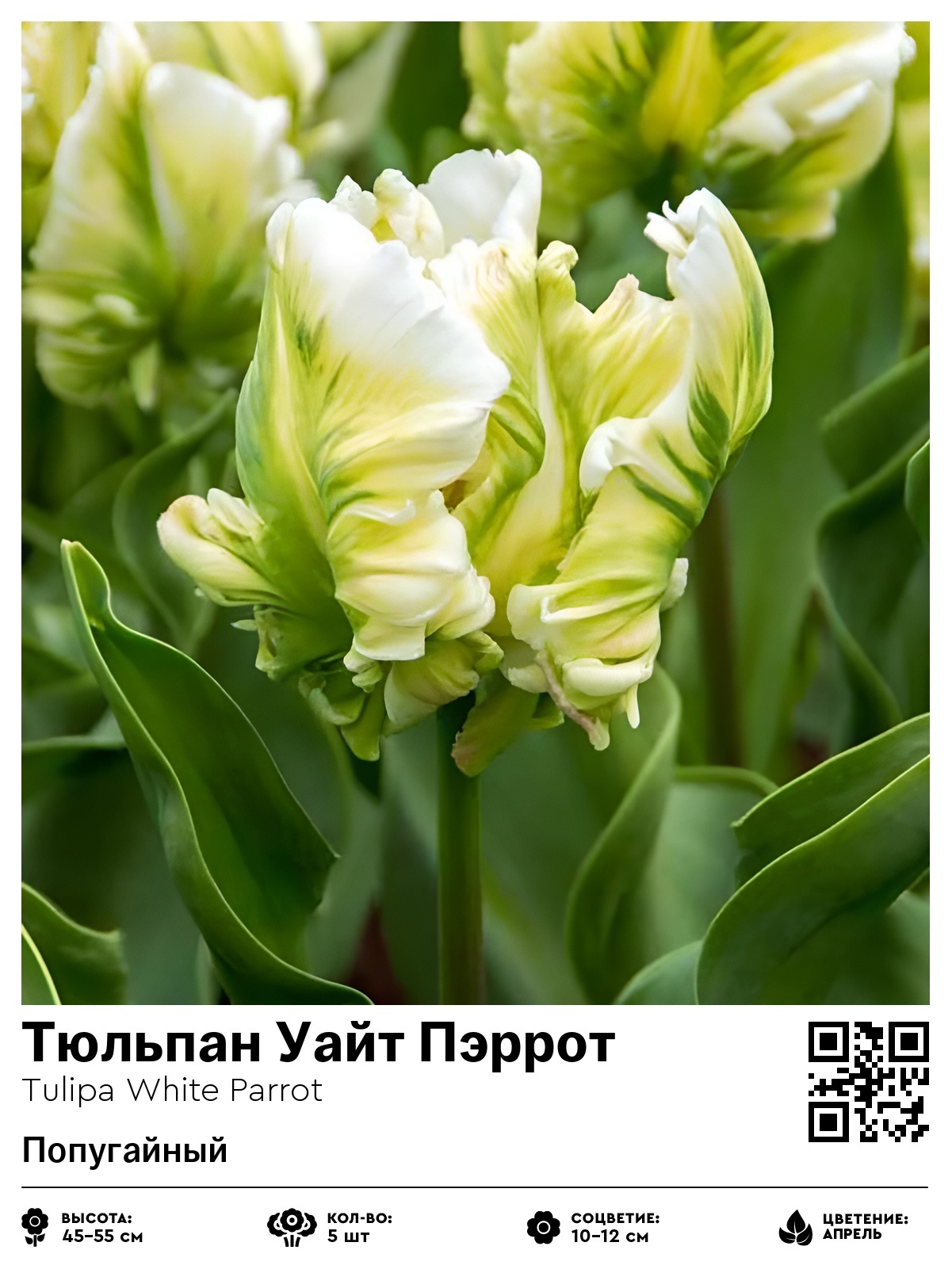 Тюльпан Уайт Пэррот (Попугайный)