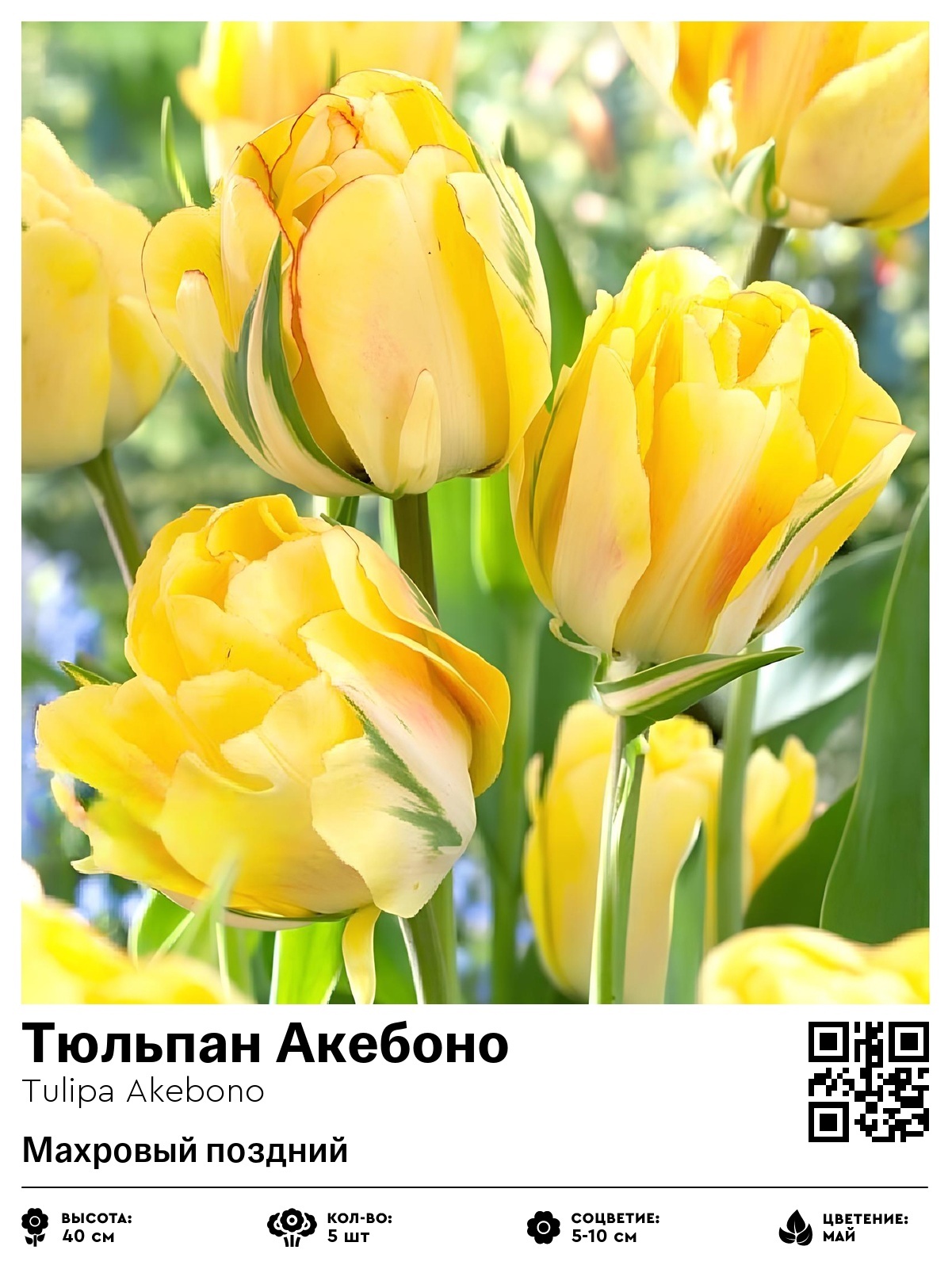 Тюльпан Акебоно (Махровый поздний)