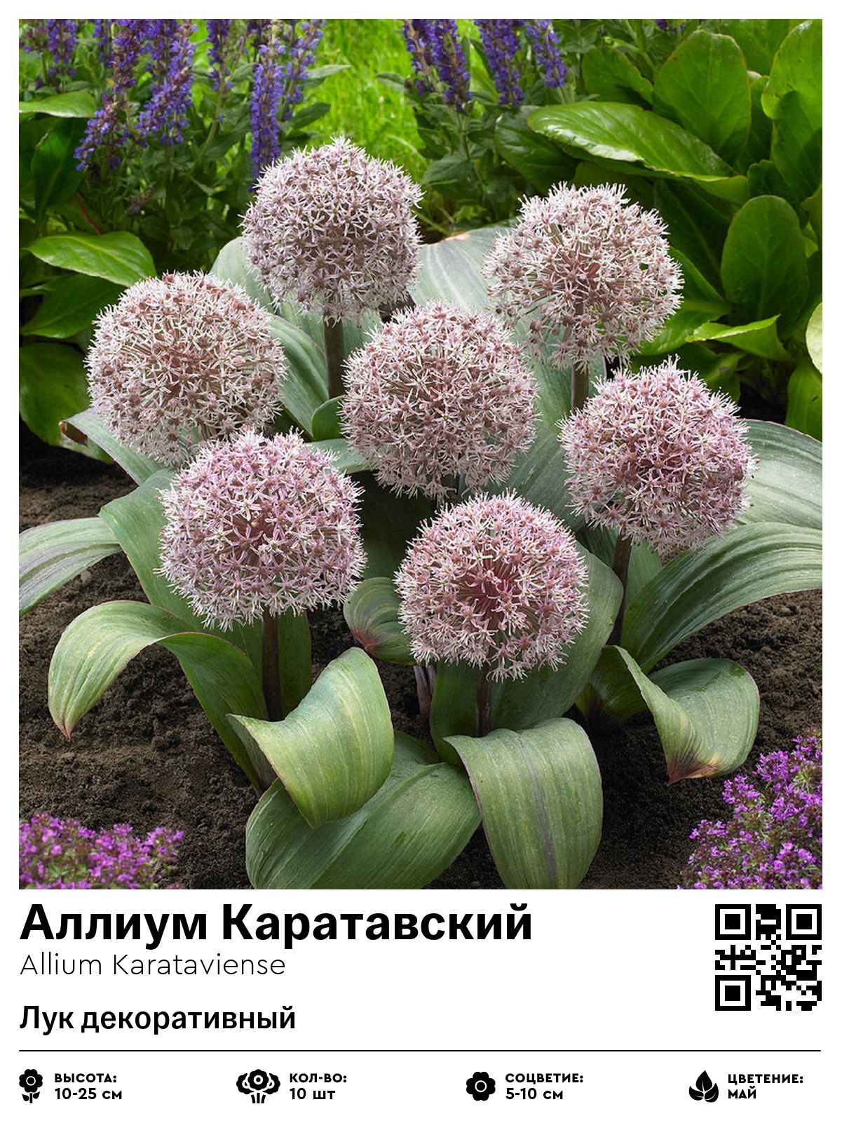 Аллиум Каратавский (Лук декоративный)