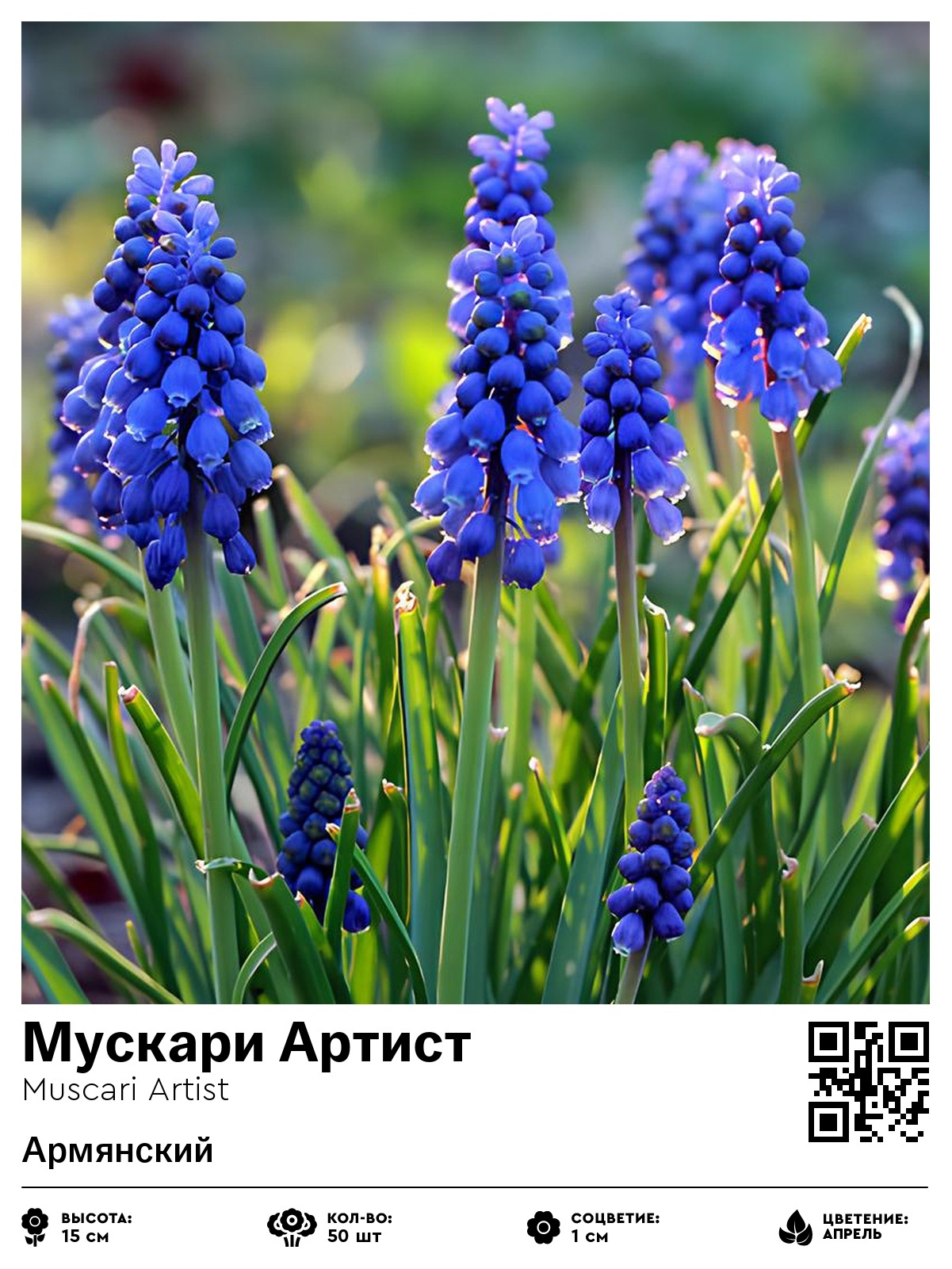 Мускари Артист (Армянский)