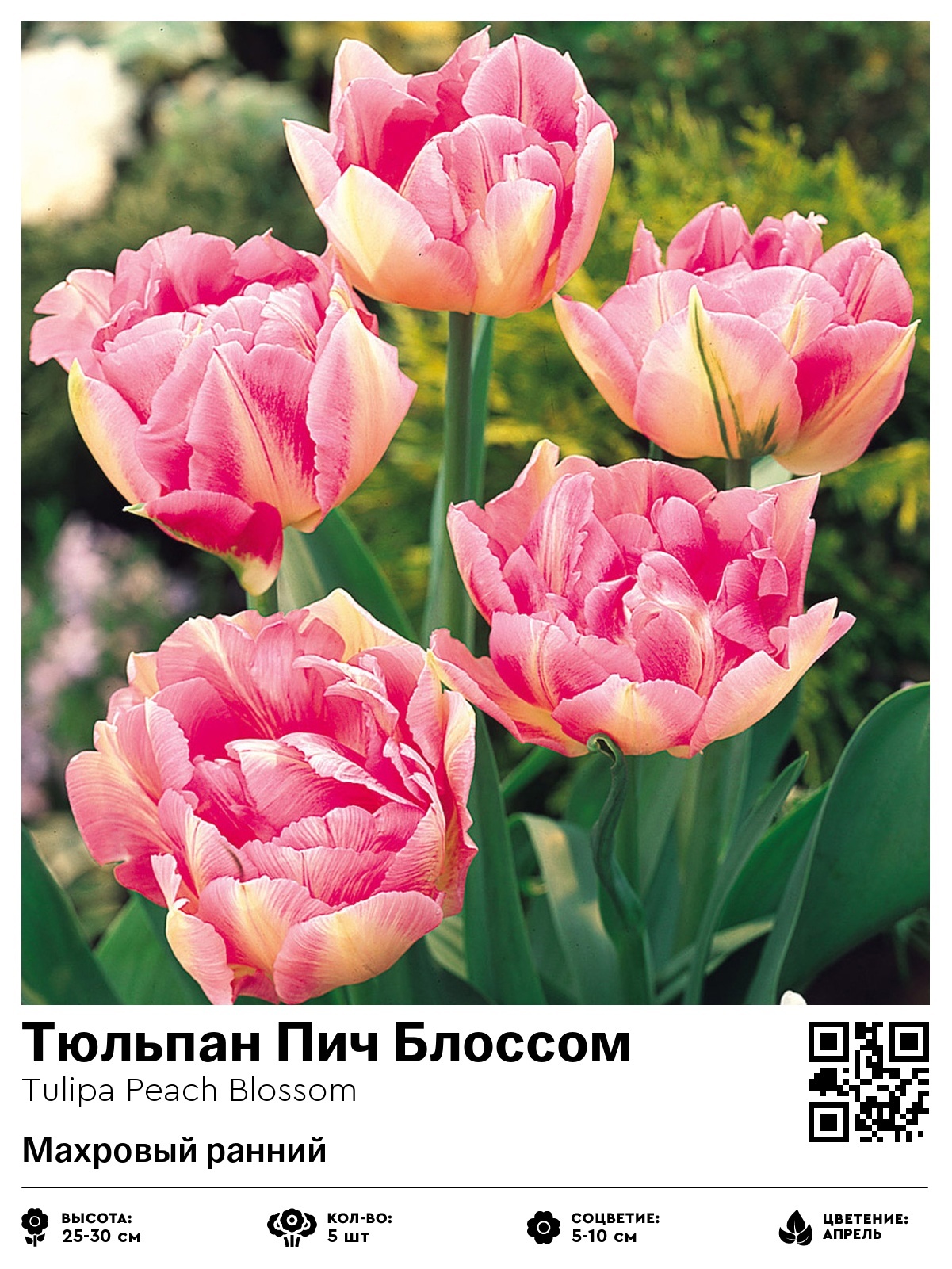 Тюльпан Пич Блоссом (Махровый ранний)