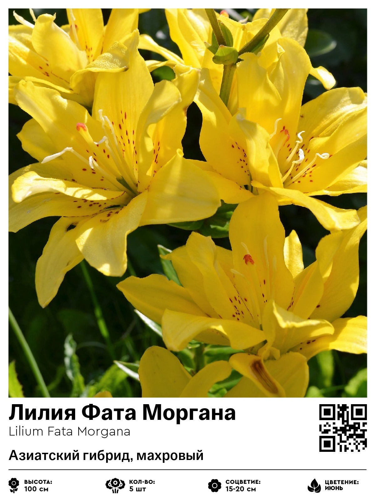 Лилия Фата Моргана (Азиатский гибрид, махровый)