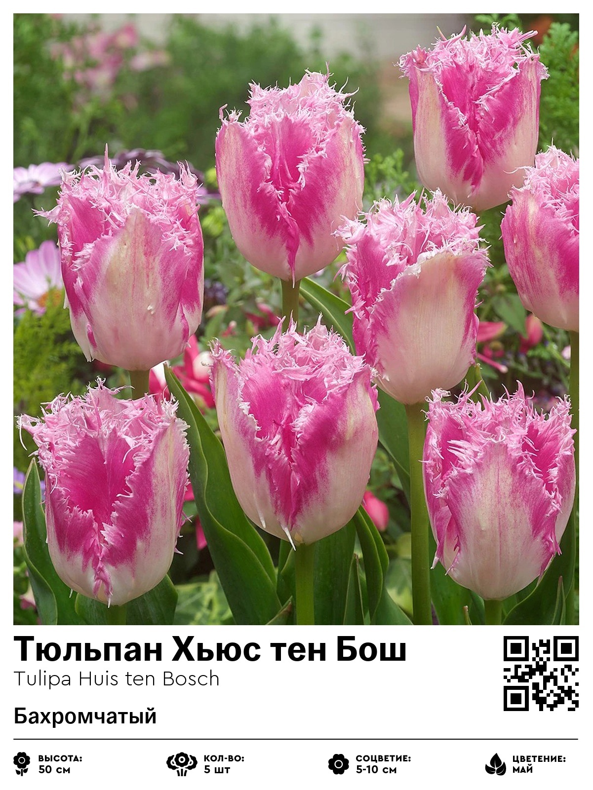 Тюльпан Хьюс тен Бош (Бахромчатый)