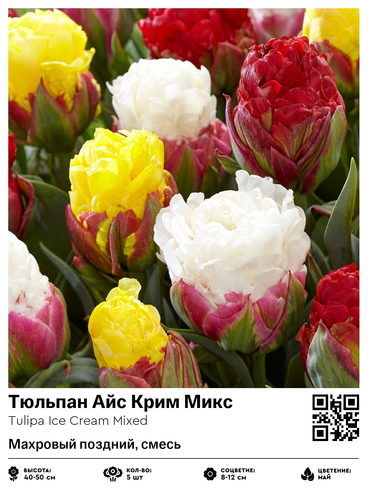 Тюльпан Айс Крим Микс (Махровый поздний, смесь)