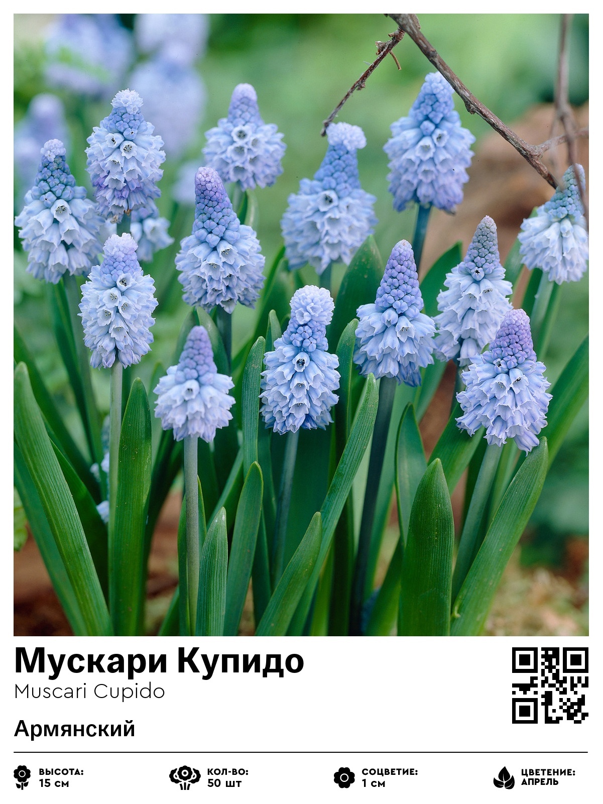 Мускари Купидо (Армянский)