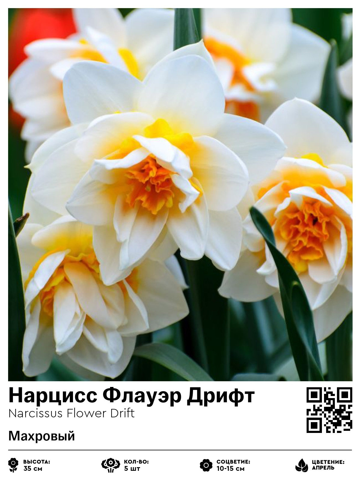 Нарцисс Флауэр Дрифт (Махровый)