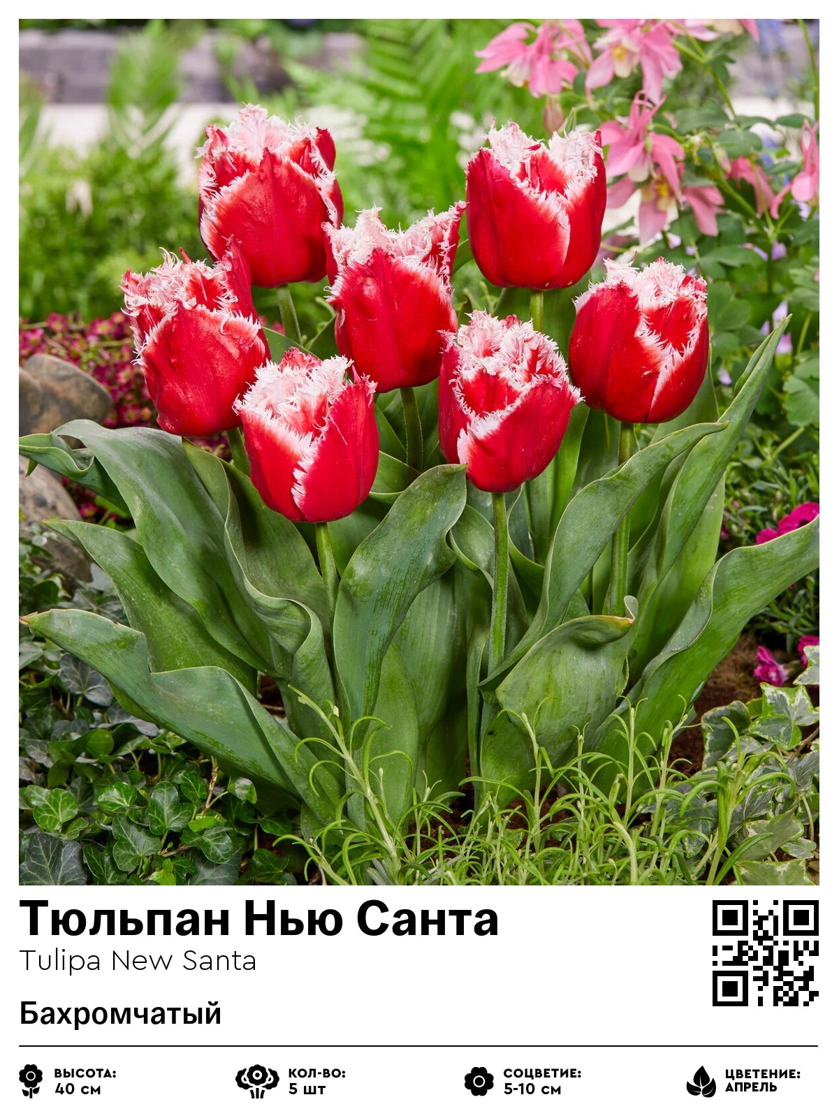 Тюльпан Нью Санта (Бахромчатый)