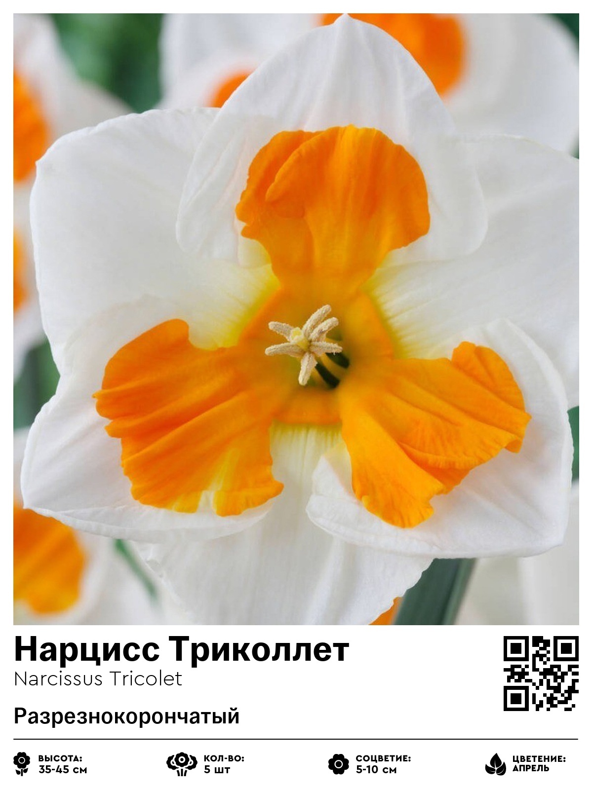 Нарцисс Триколлет (Разрезнокорончатый)