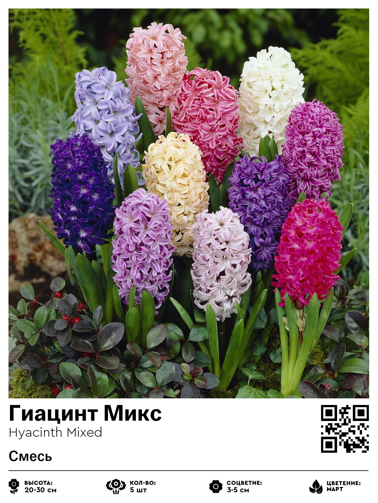 Гиацинт Микс (Смесь)