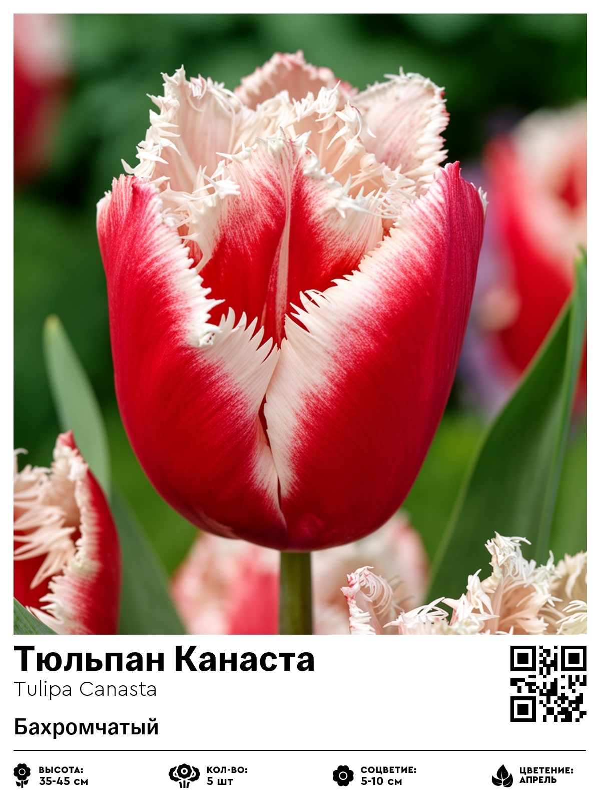 Тюльпан Канаста (Бахромчатый)