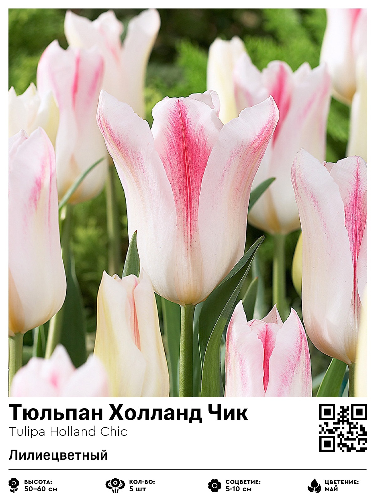 Тюльпан Холланд Чик (Лилиецветный)