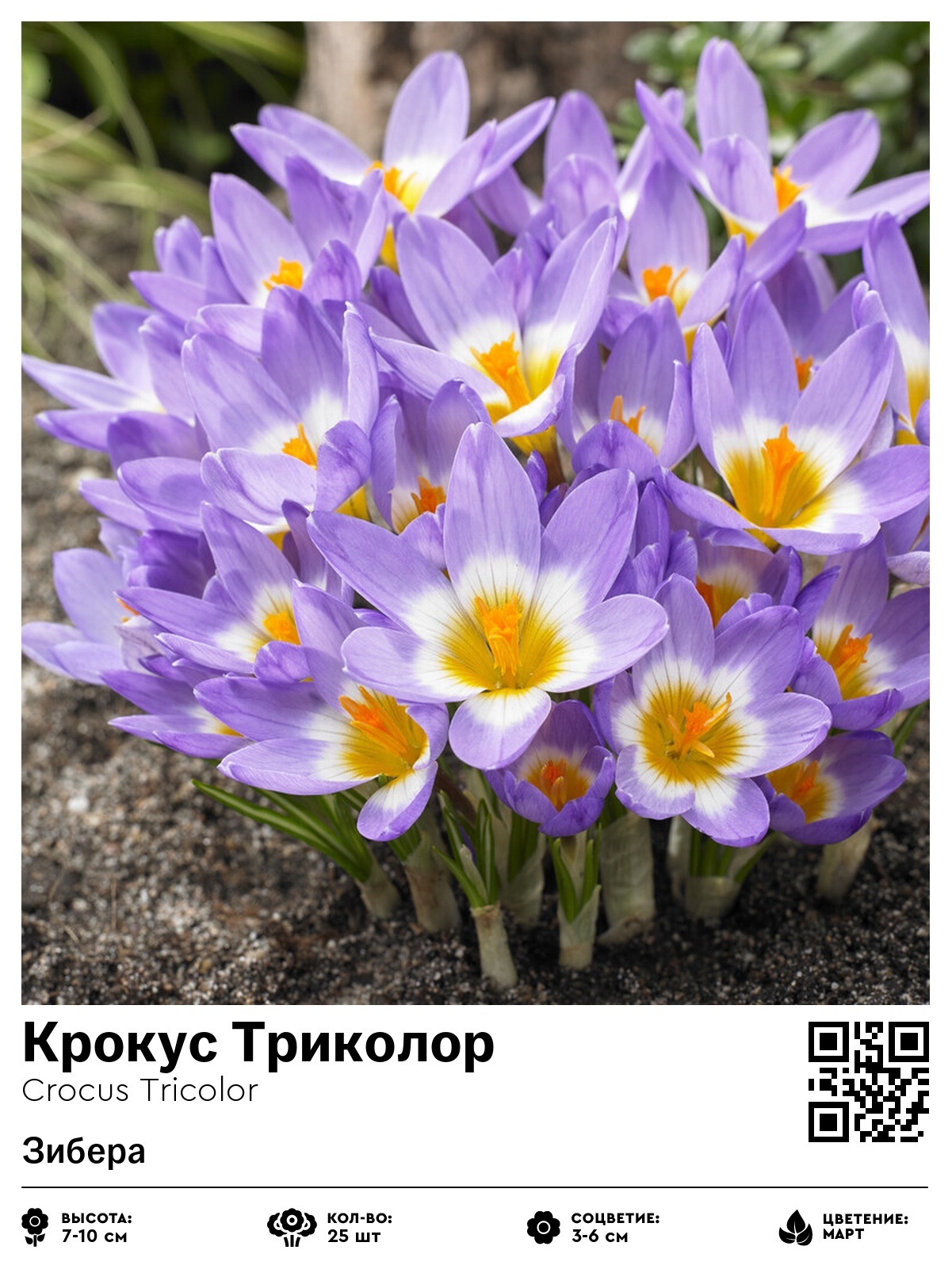 Крокус Триколор (Зибера)
