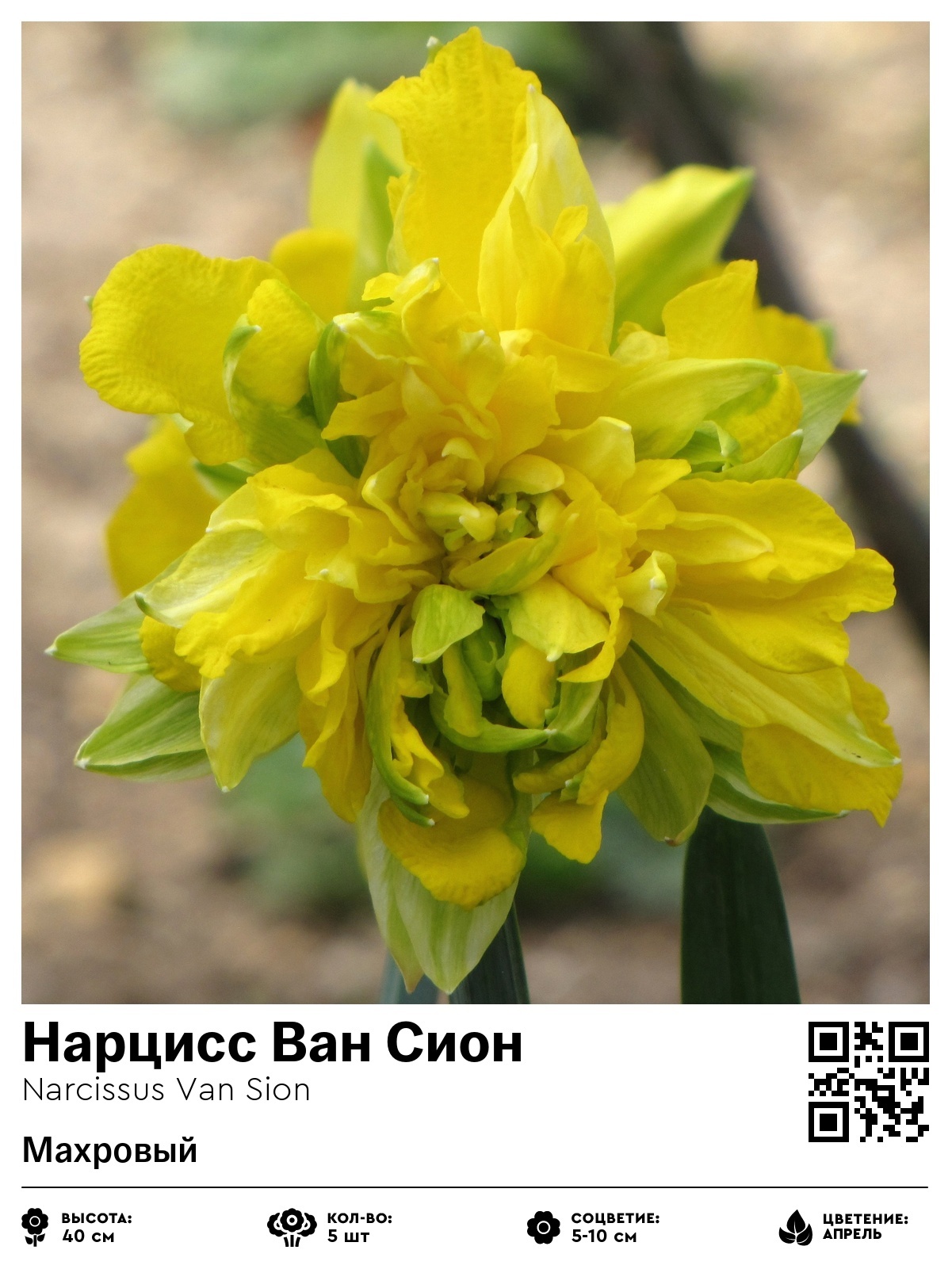 Нарцисс Ван Сион (Махровый)