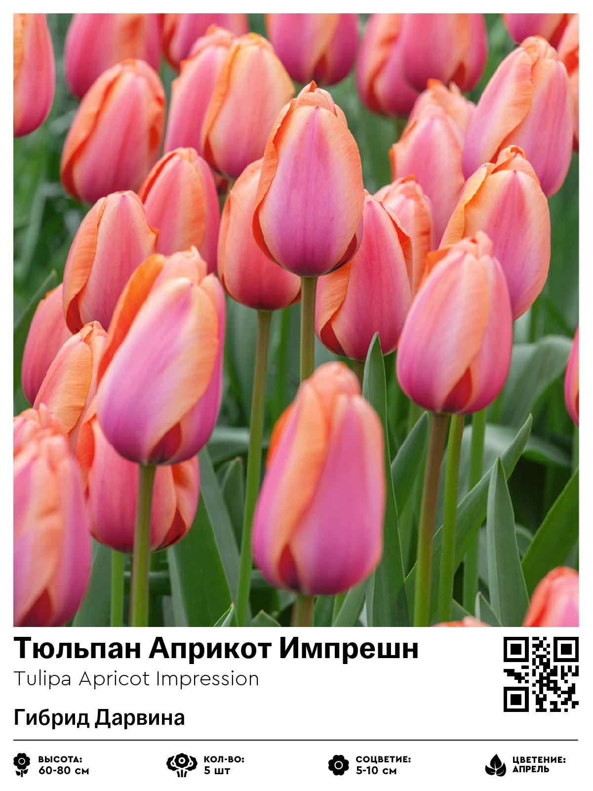 Тюльпан Априкот Импрешн (Гибрид Дарвина)