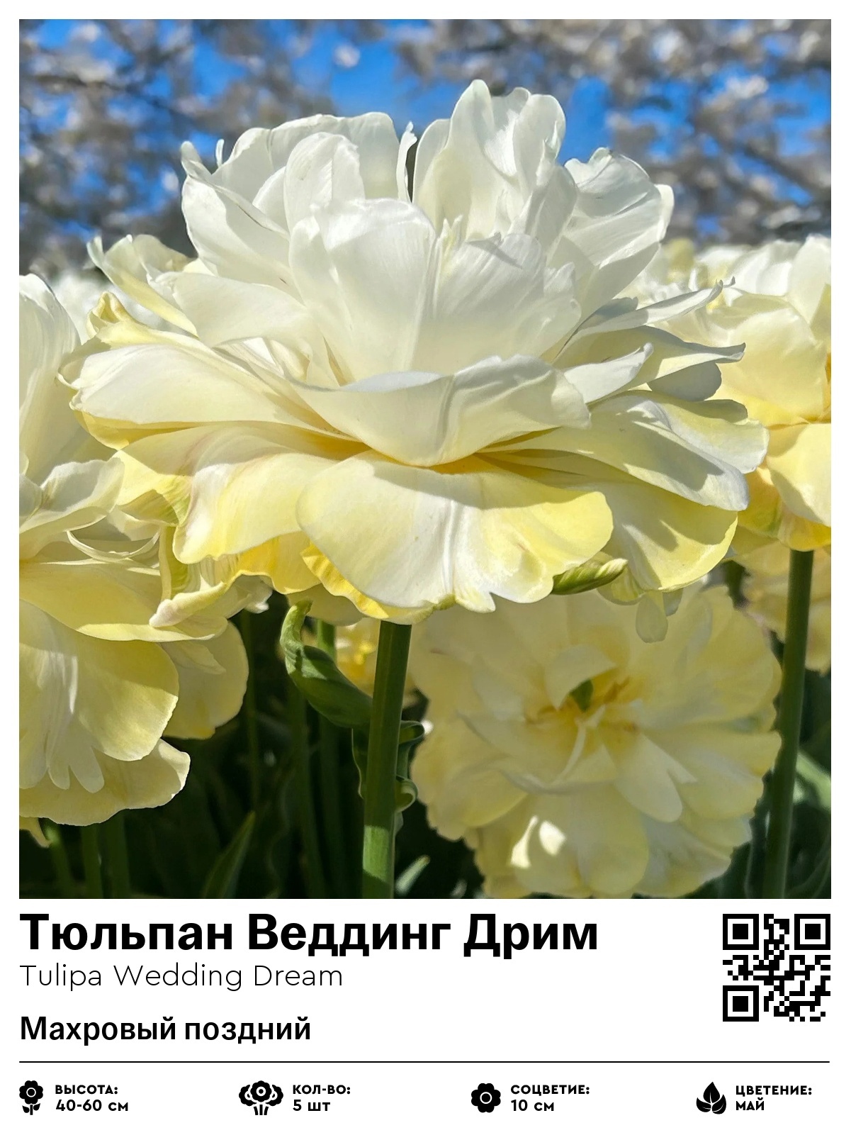Тюльпан Веддинг Дрим (Махровый поздний)