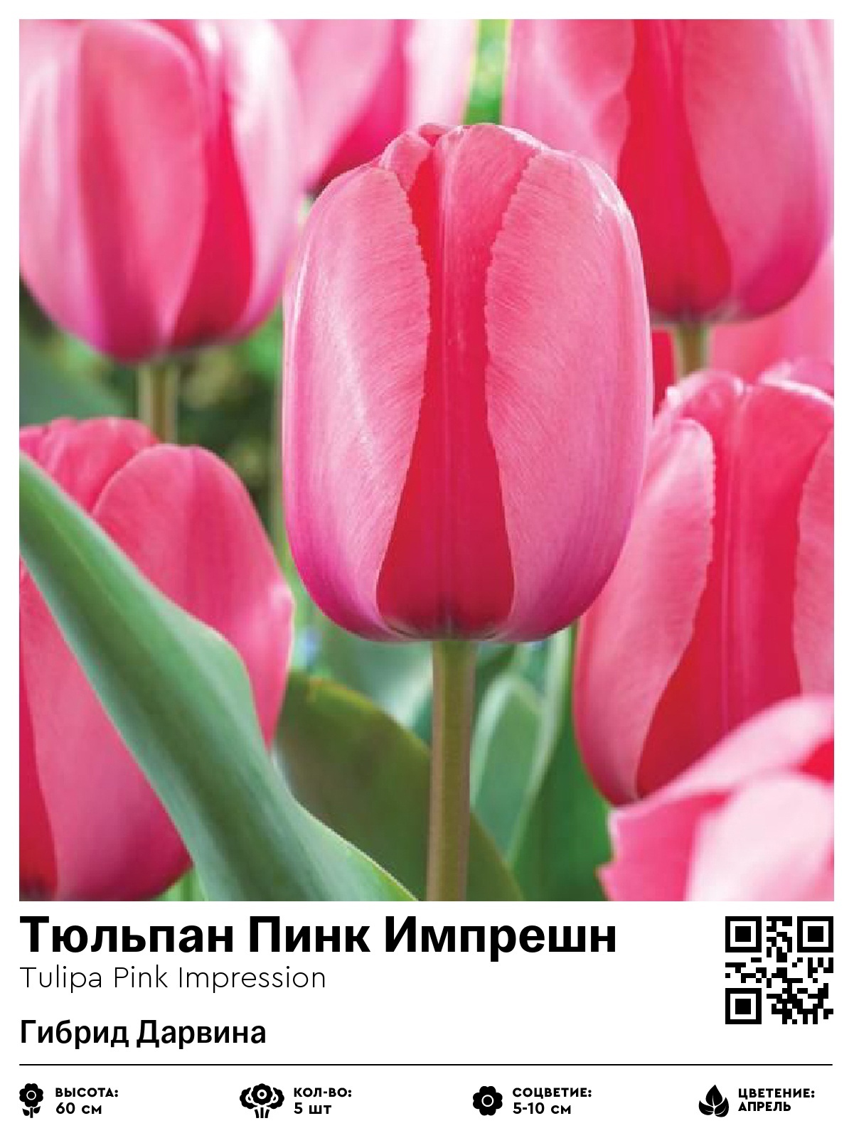 Тюльпан Пинк Импрешн (Гибрид Дарвина)