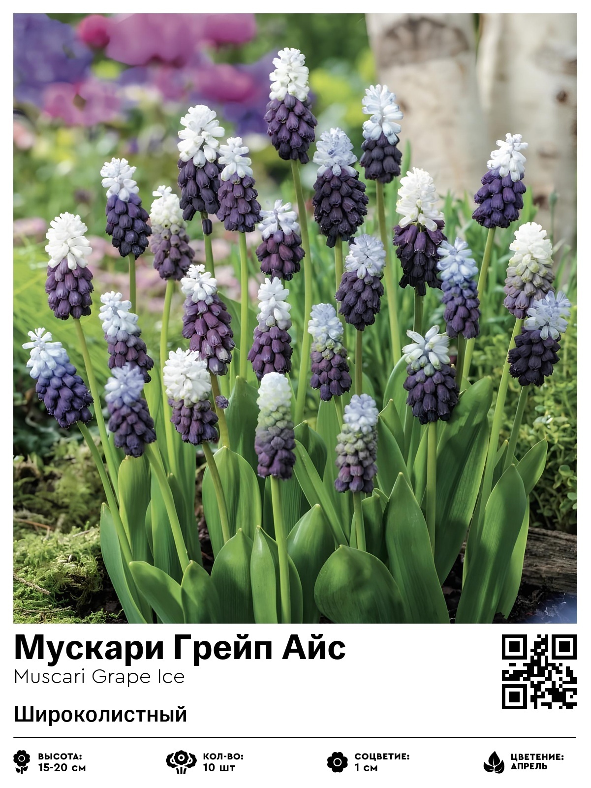 Мускари Грейп Айс (Широколистный)