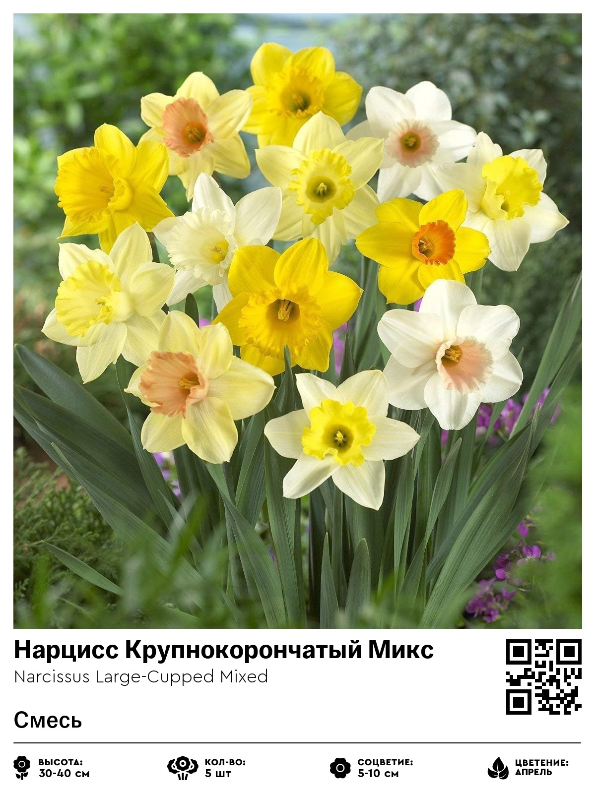 Нарцисс Крупнокорончатый Микс (Смесь)