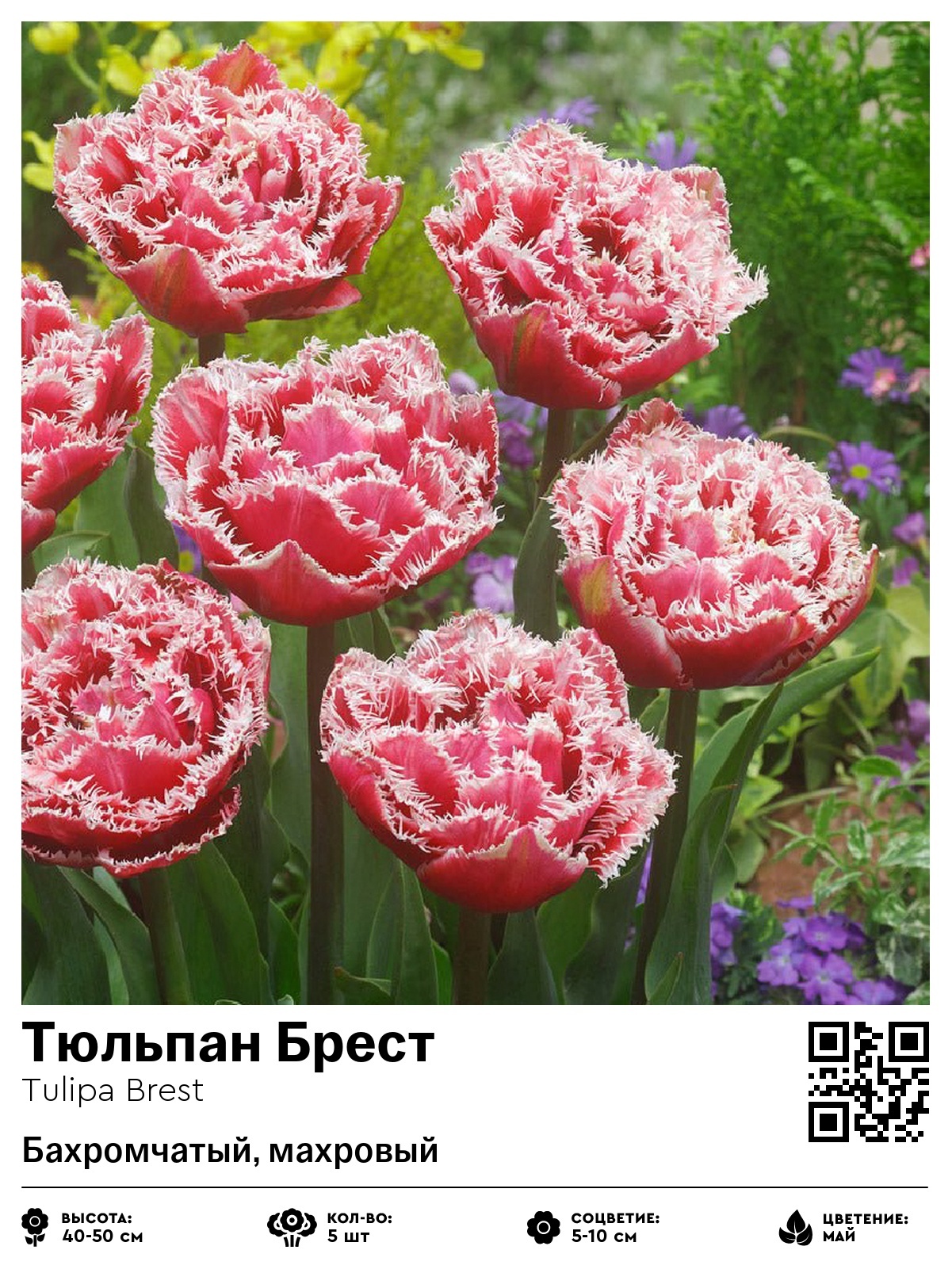 Тюльпан Брест (Бахромчатый, махровый)