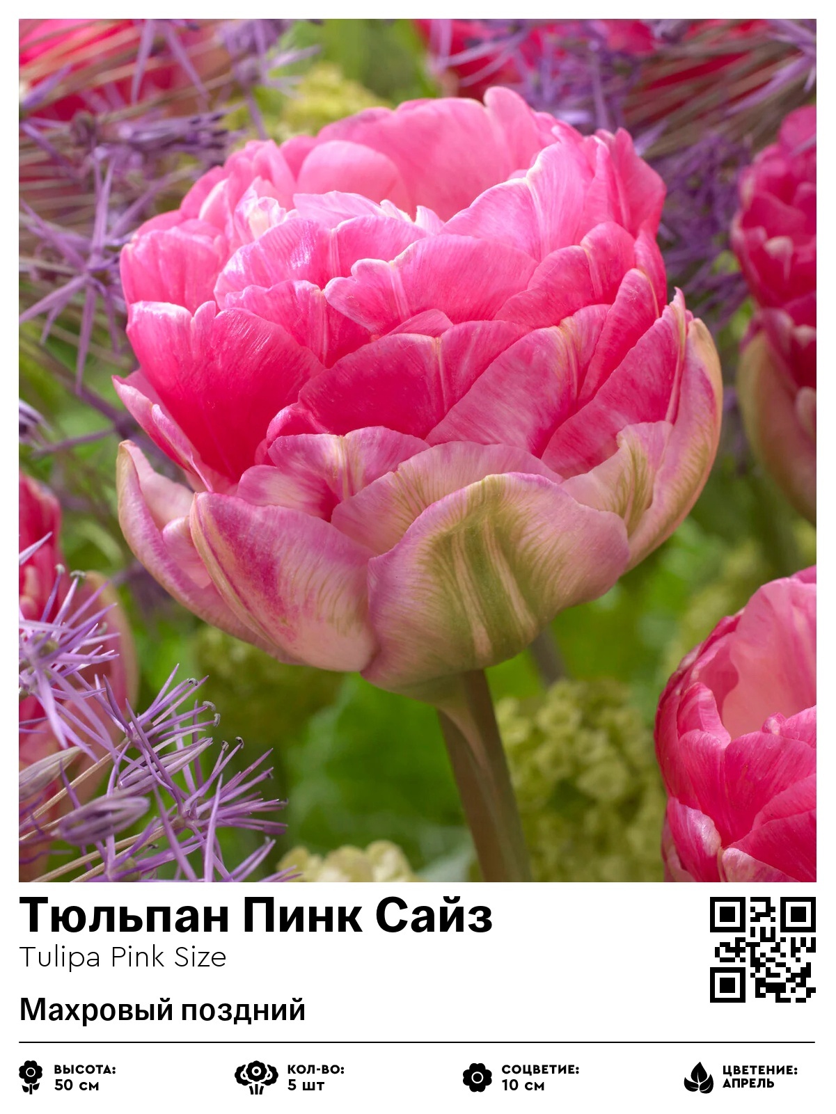 Тюльпан Пинк Сайз (Махровый поздний)