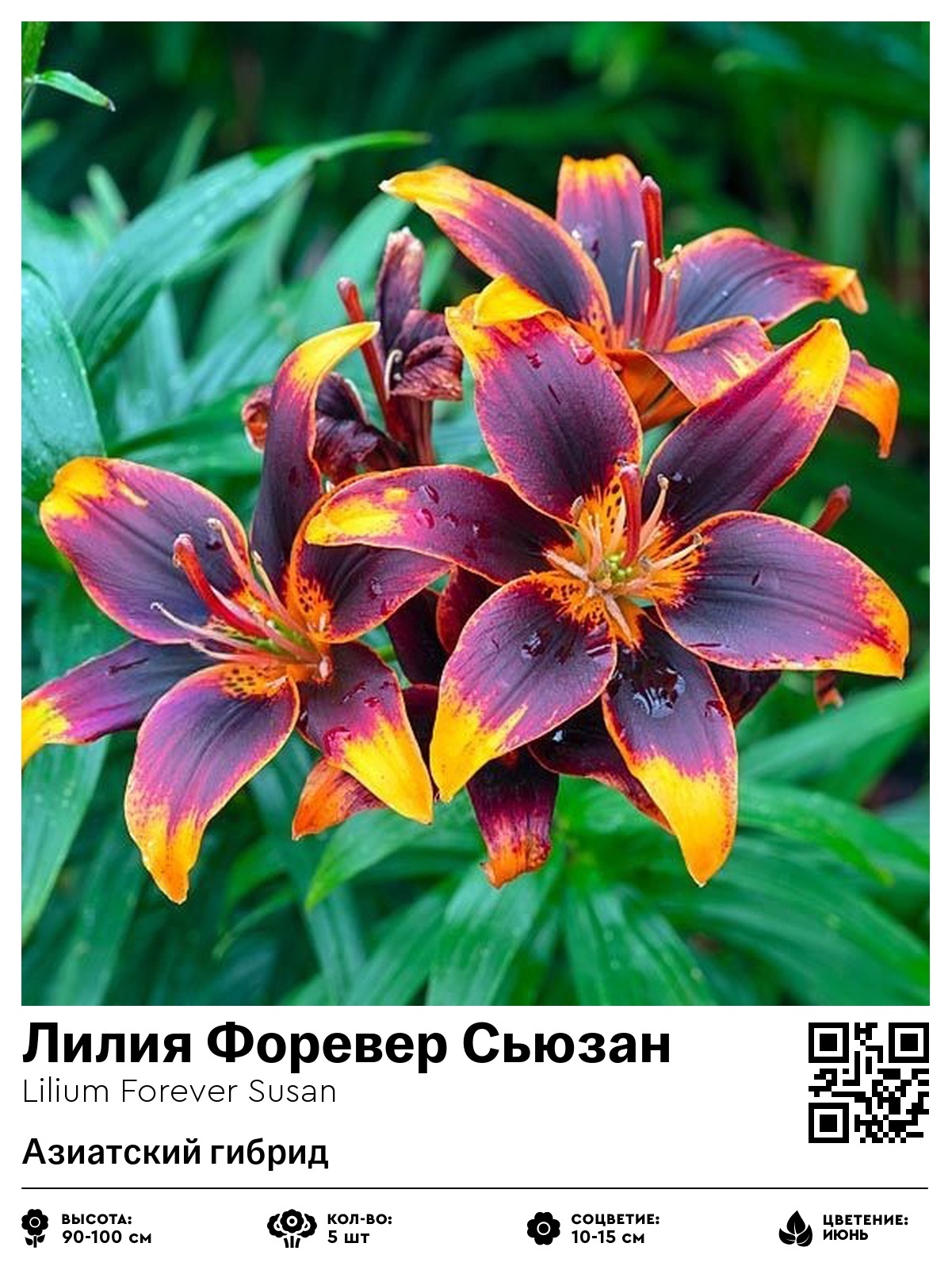 Лилия Форевер Сьюзан (Азиатский гибрид)
