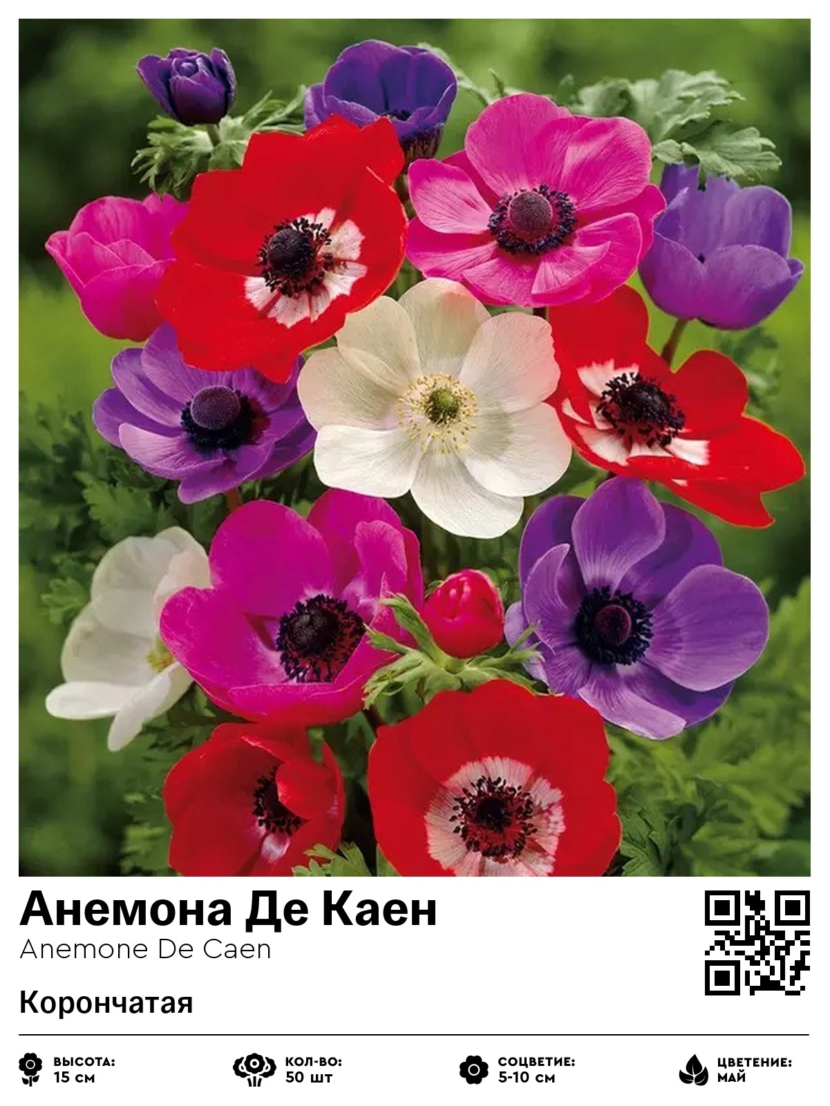 Анемона Де Каен (Корончатая)