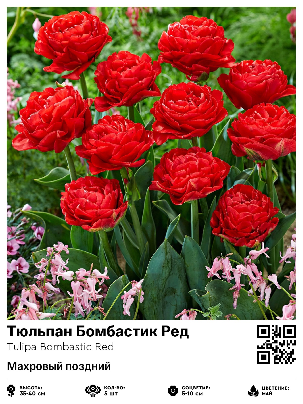 Тюльпан Бомбастик Ред (Махровый поздний)