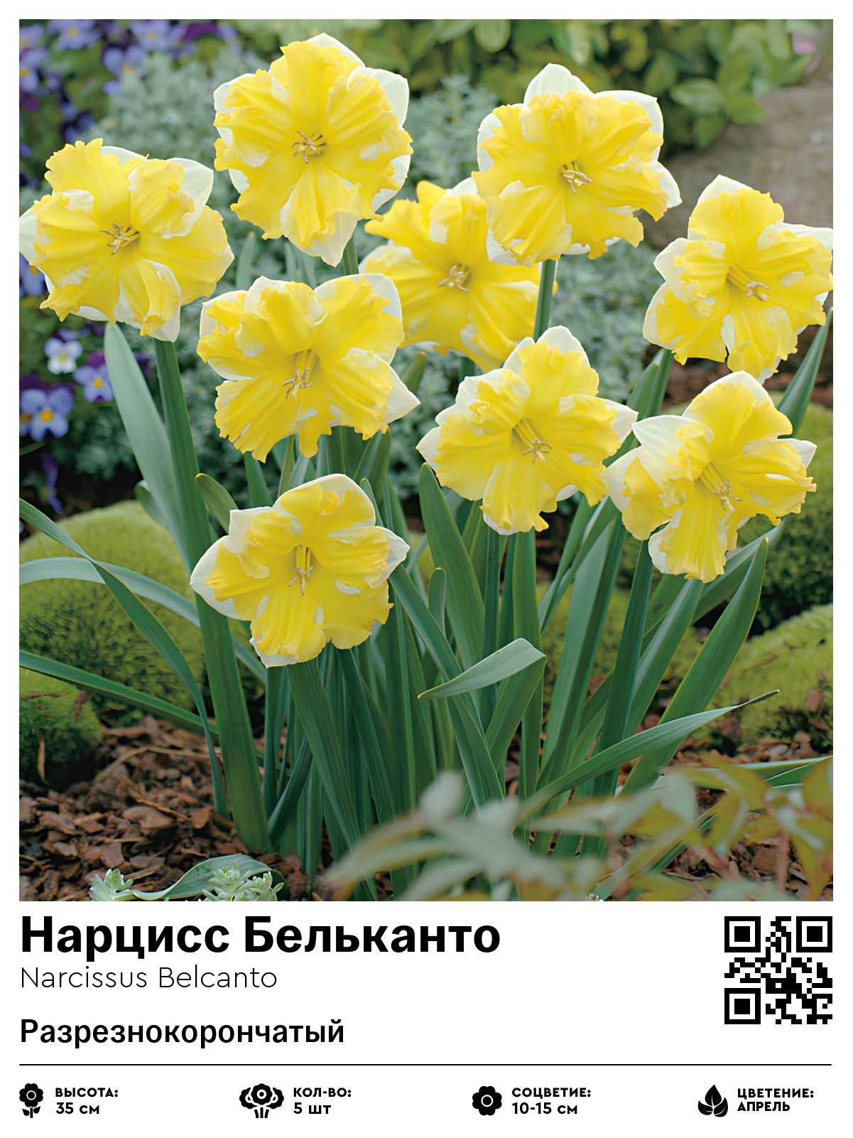 Нарцисс Бельканто (Разрезнокорончатый)