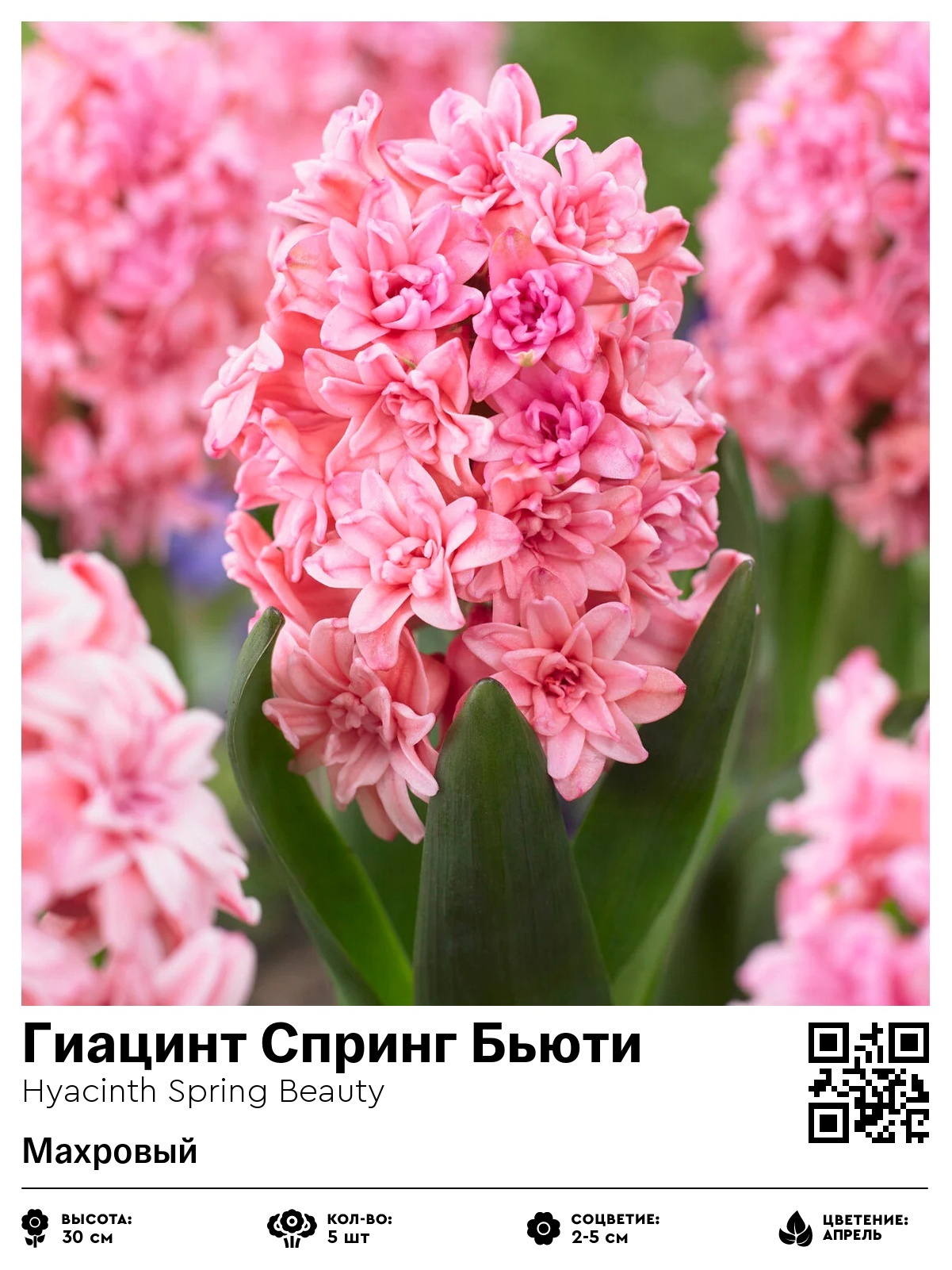 Гиацинт Спринг Бьюти (Махровый)