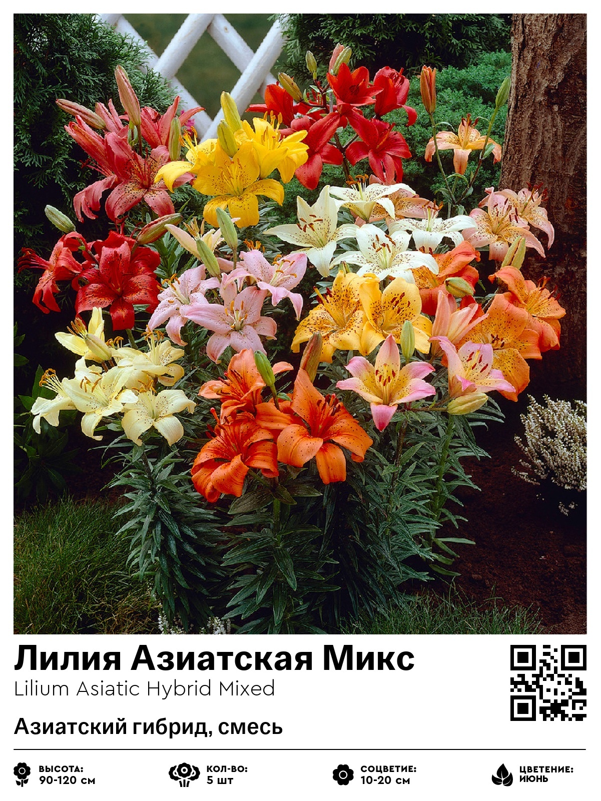 Лилия Азиатская Микс (Смесь)