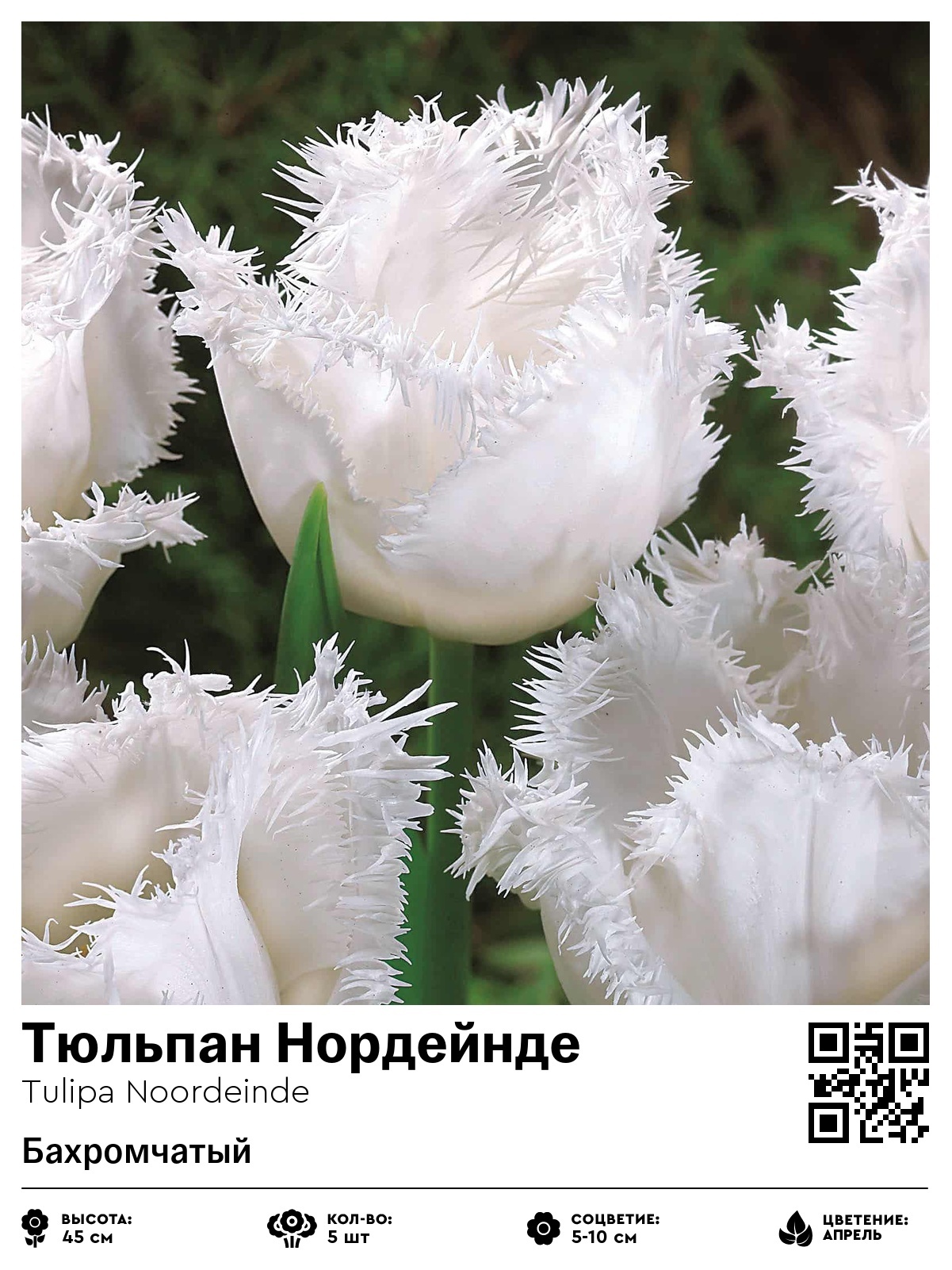 Тюльпан Нордейнде (Бахромчатый)
