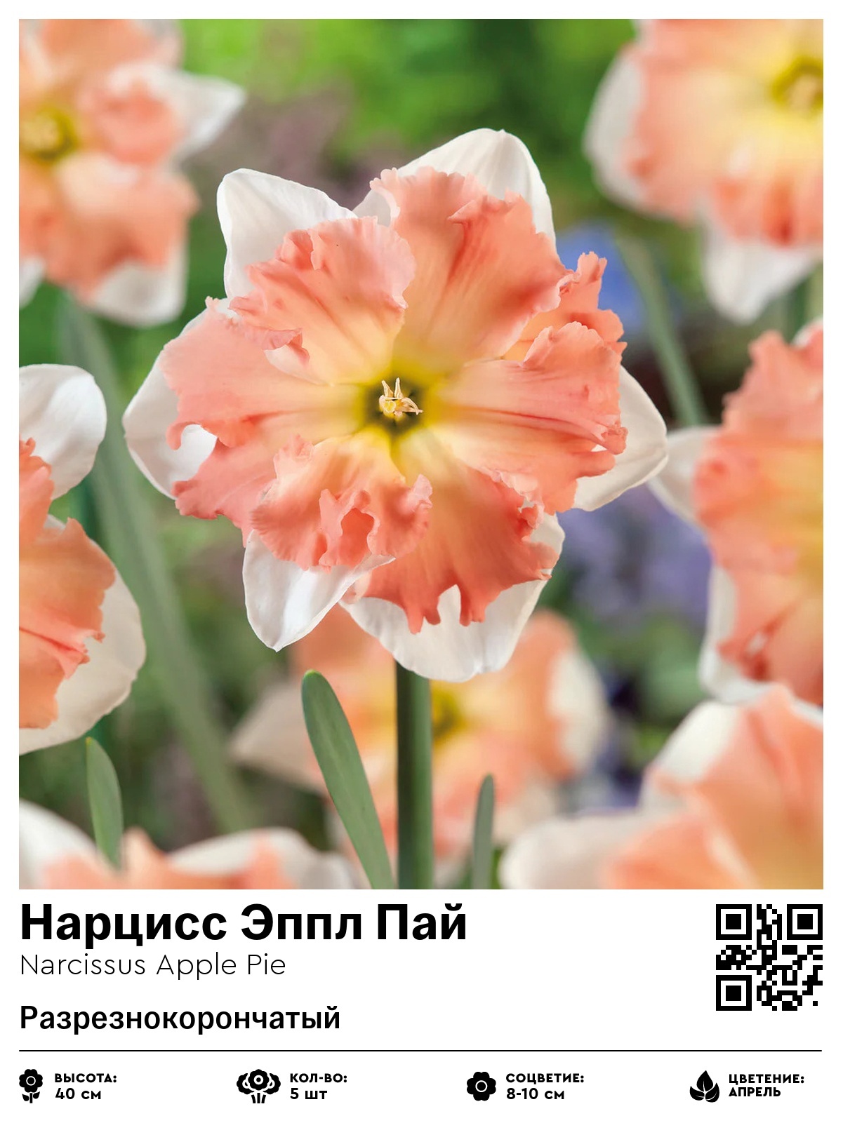 Нарцисс Эппл Пай (Разрезнокорончатый)