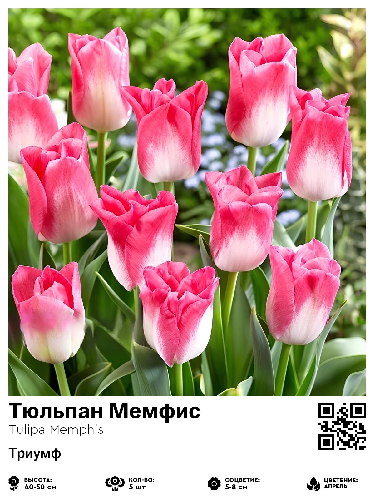 Тюльпан Мемфис (Триумф)