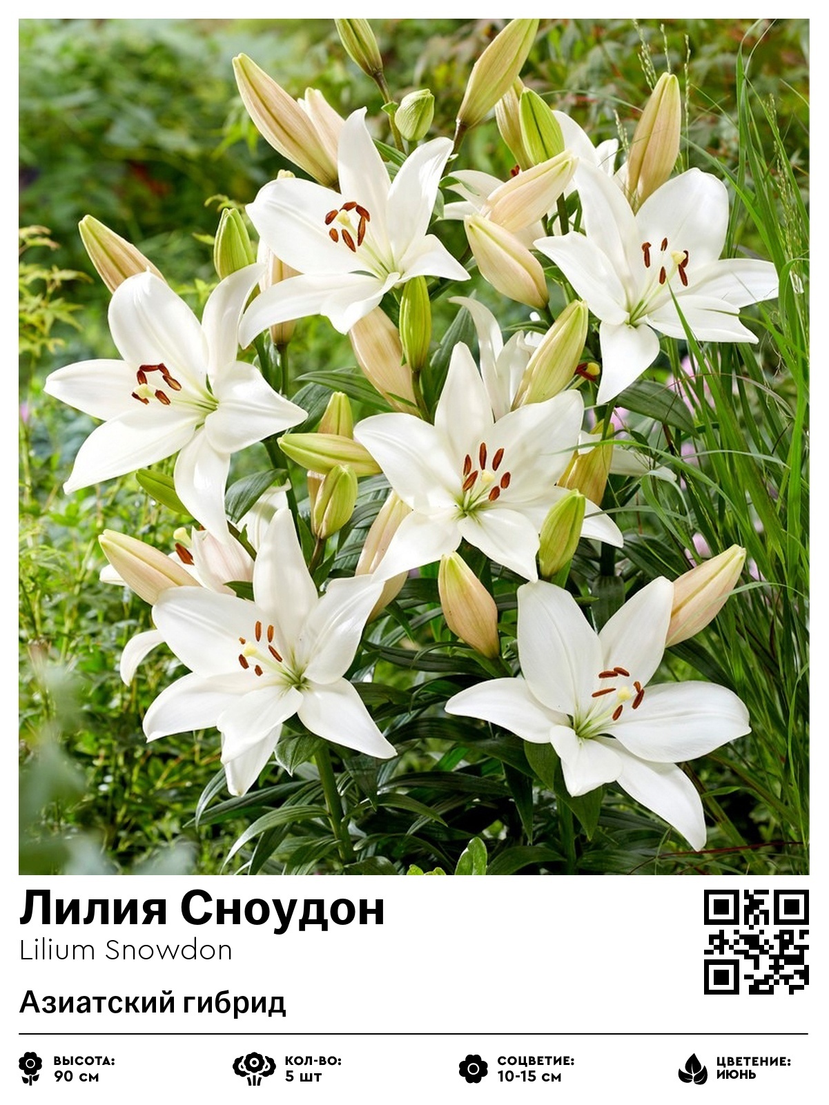 Лилия Сноудон (Азиатский гибрид)