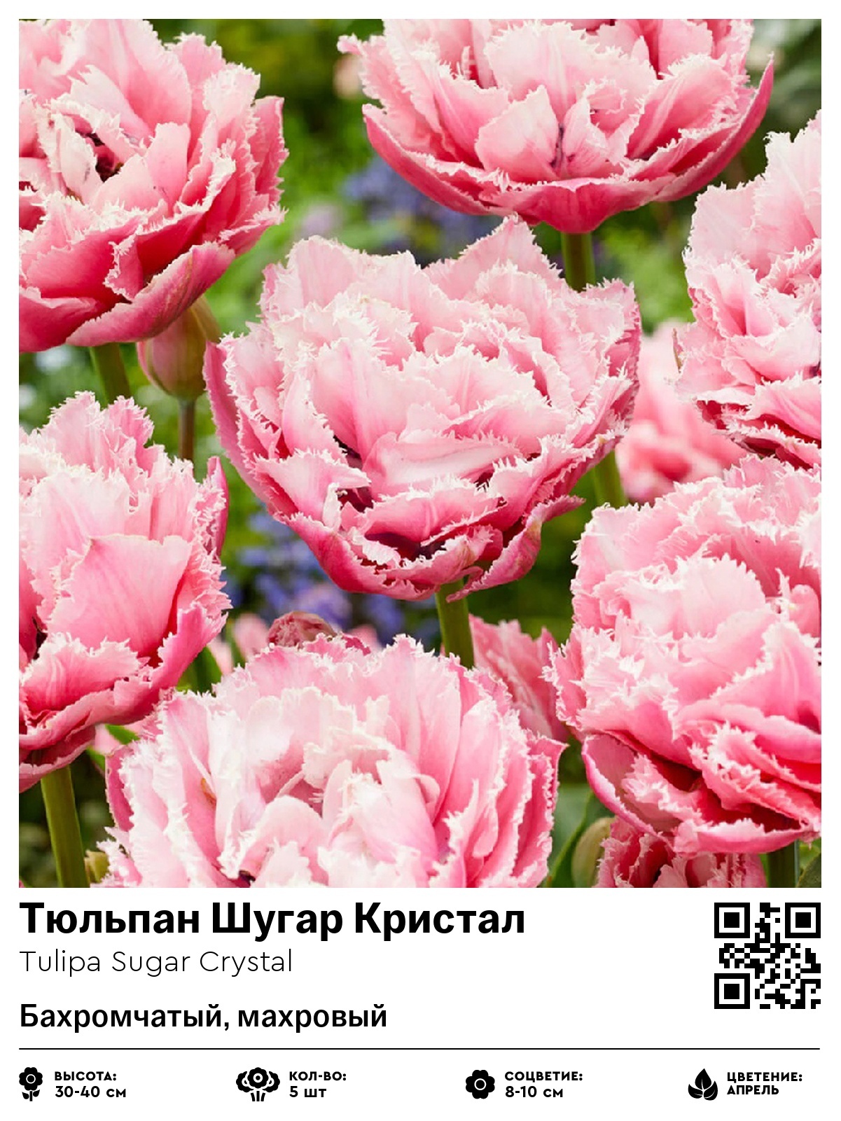 Тюльпан Шугар Кристал (Бахромчатый, махровый)