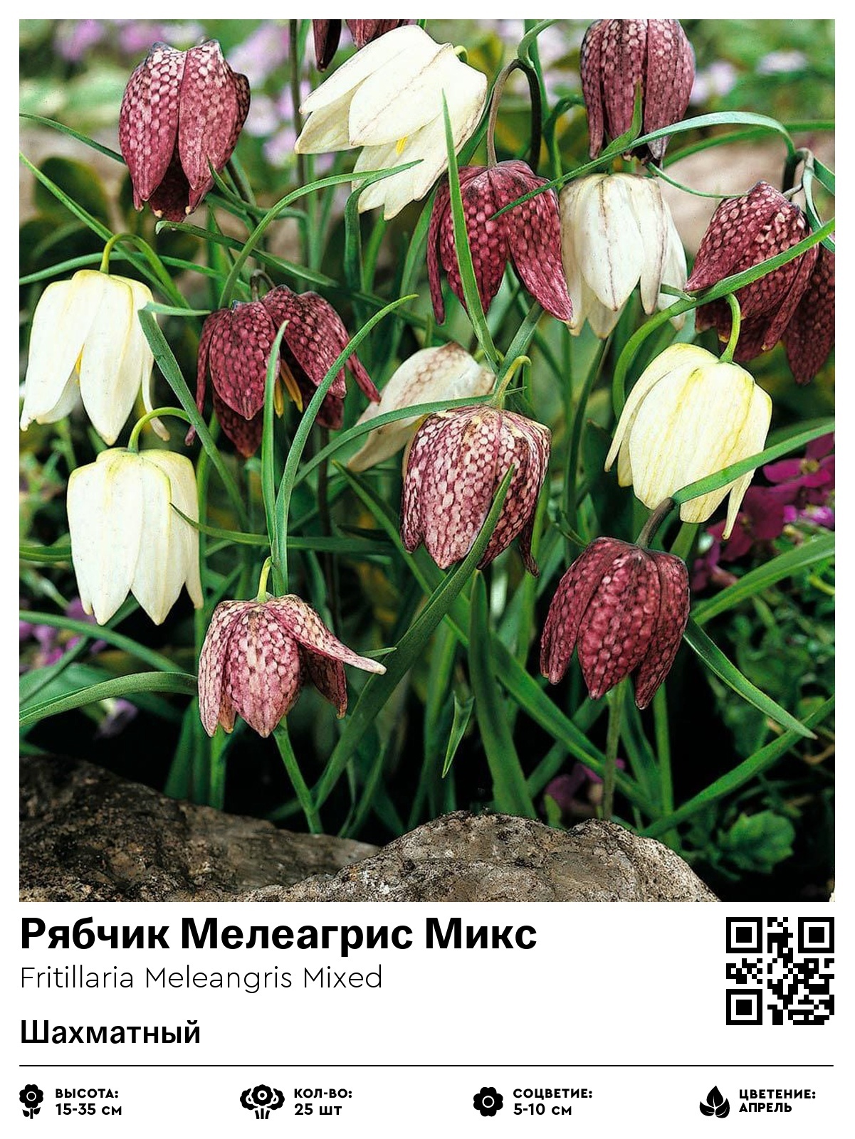 Рябчик Мелеагрис Микс (Шахматный)