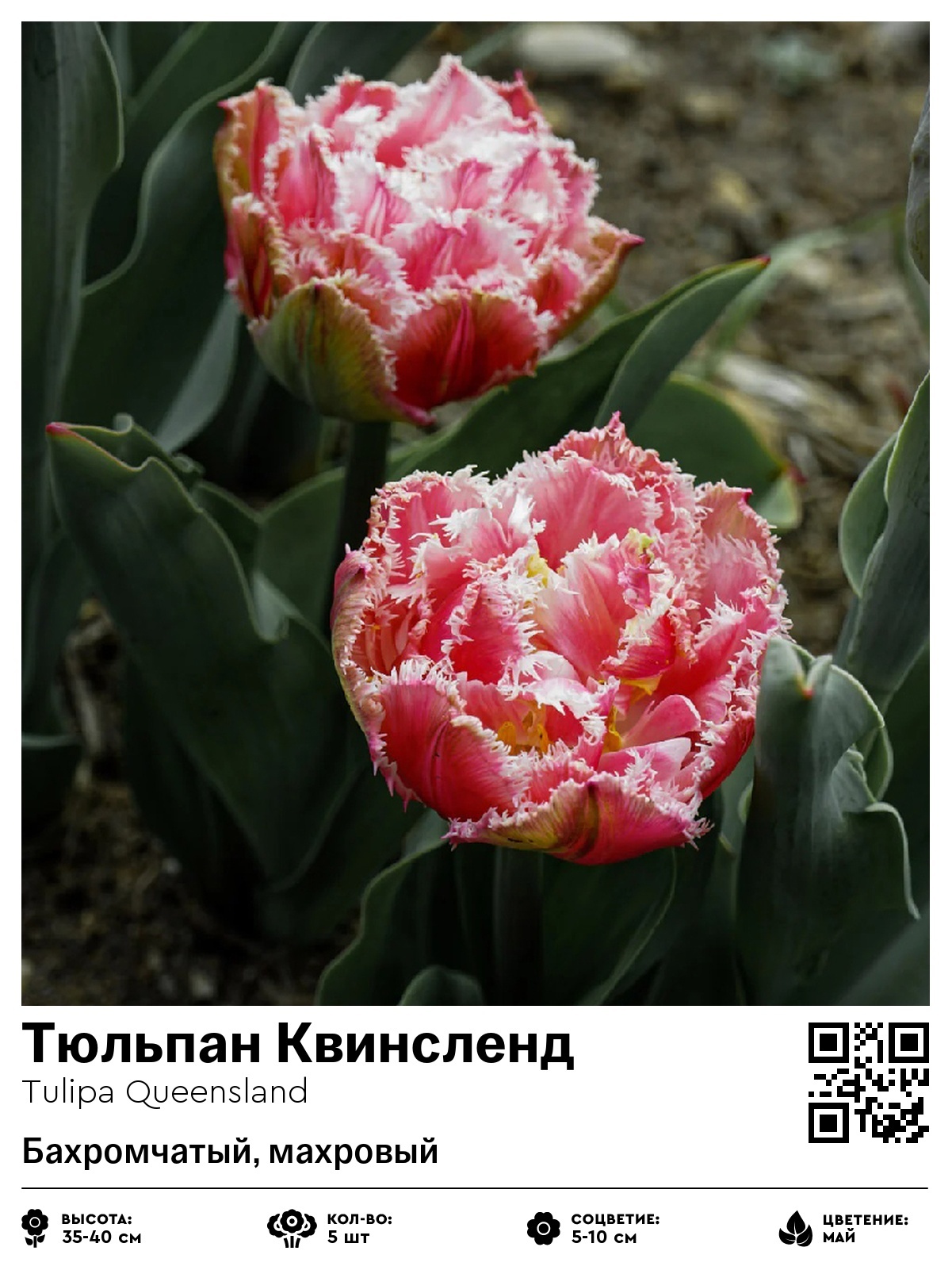 Тюльпан Квинсленд (Бахромчатый, махровый)