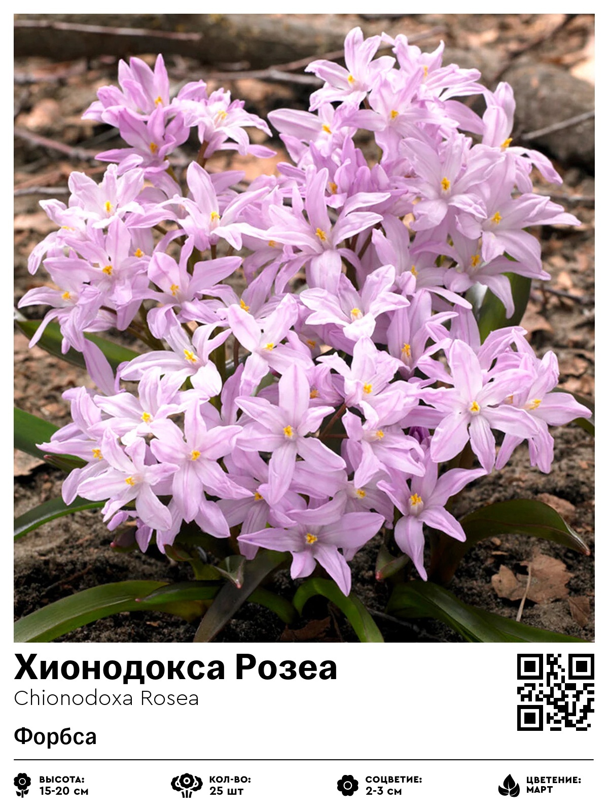 Хионодокса Розеа (Форбса)