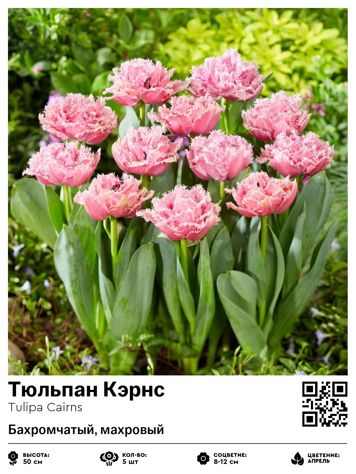 Тюльпан Кэрнс (Бахромчатый, махровый)