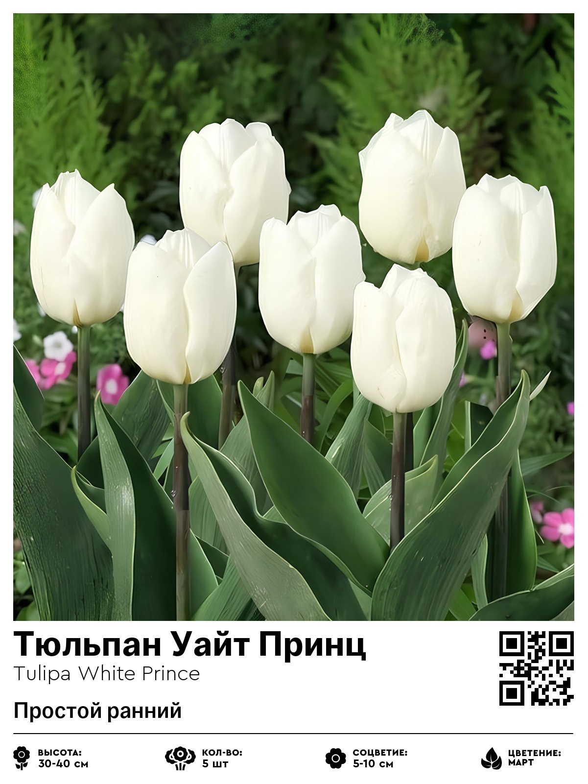 Тюльпан Уайт Принц (Простой ранний)