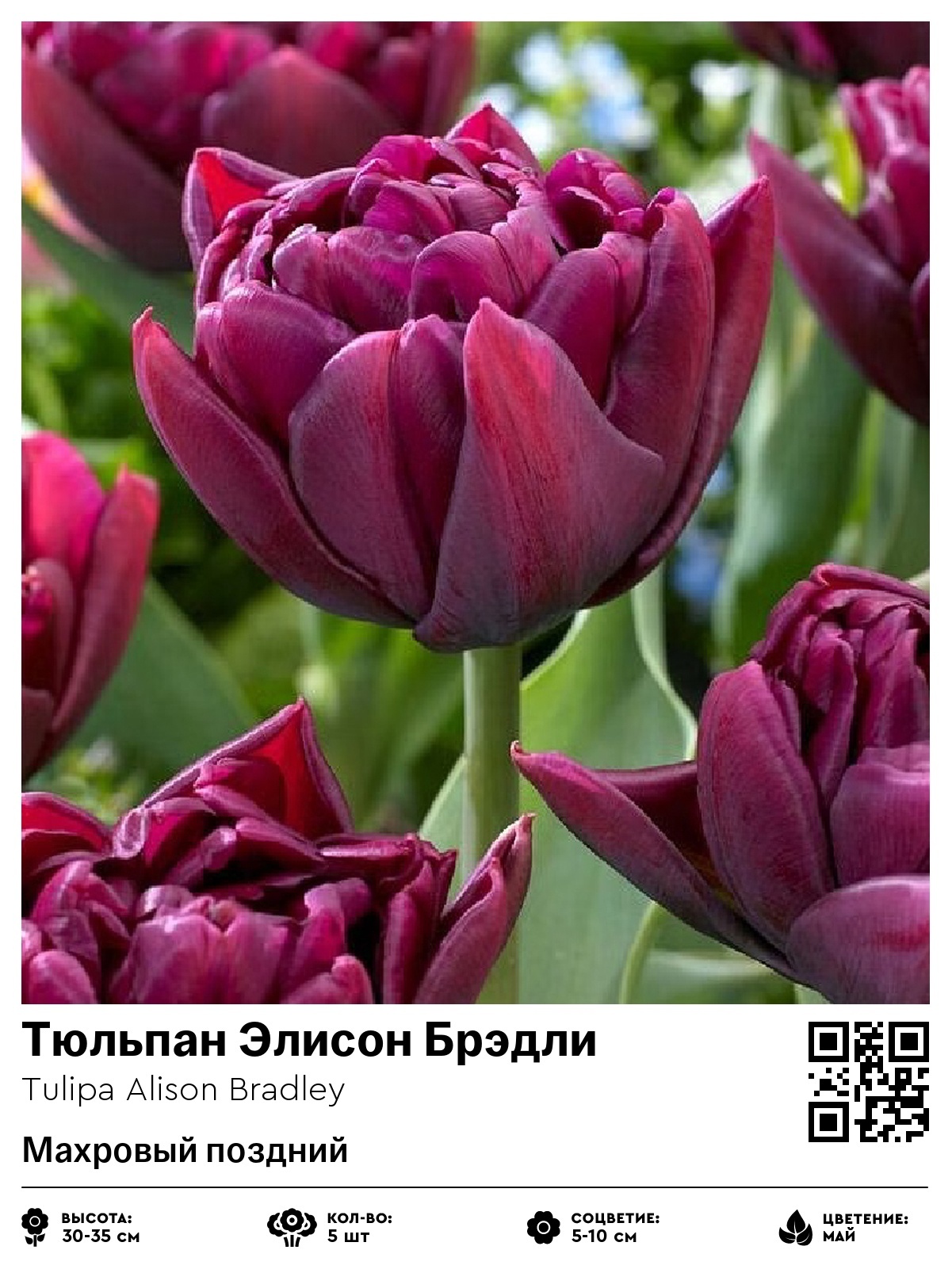 Тюльпан Элисон Брэдли (Махровый поздний)
