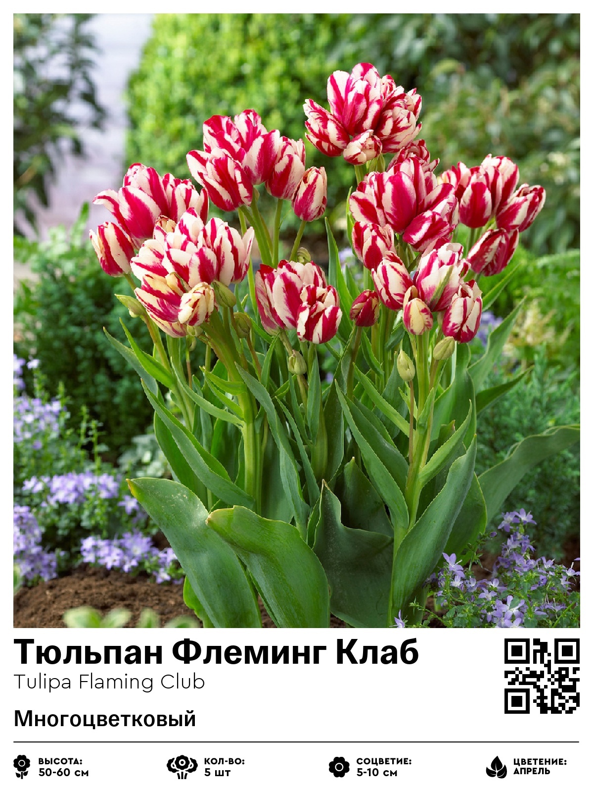 Тюльпан Флеминг Клаб (Многоцветковый)
