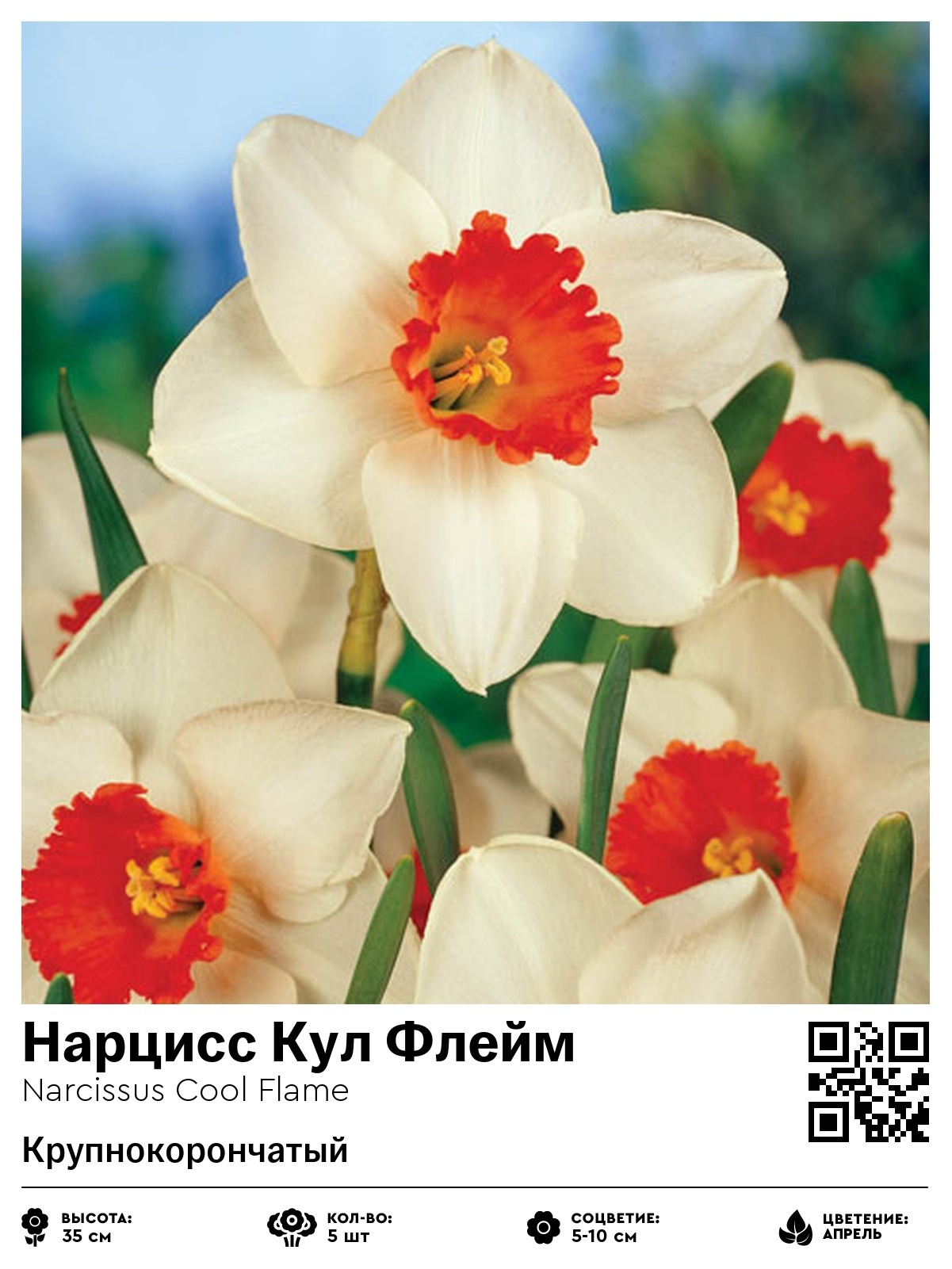 Нарцисс Кул Флейм (Крупнокорончатый)