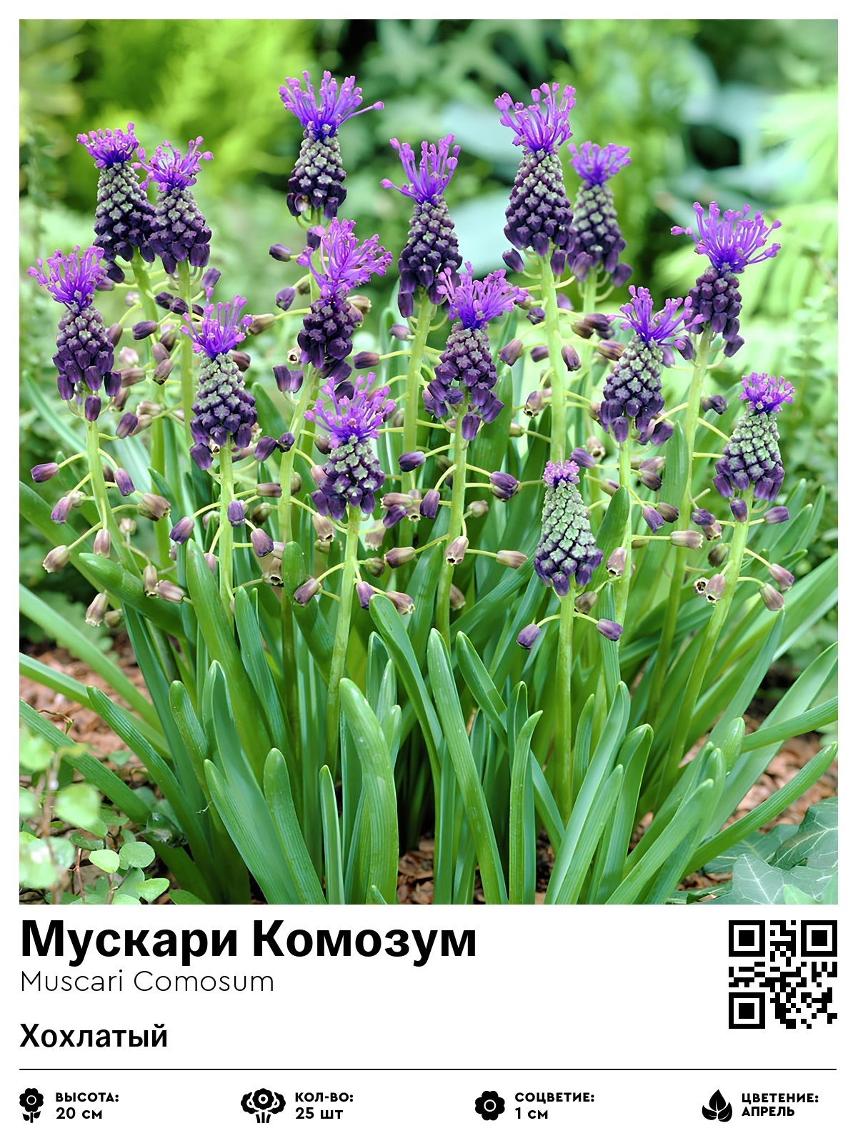 Мускари Комозум (Хохлатый)