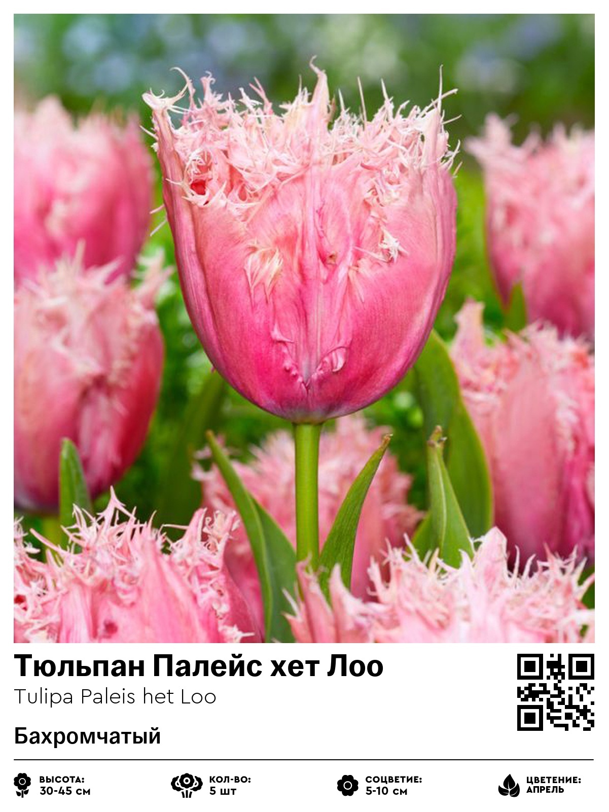 Тюльпан Палейс хет Лоо (Бахромчатый)